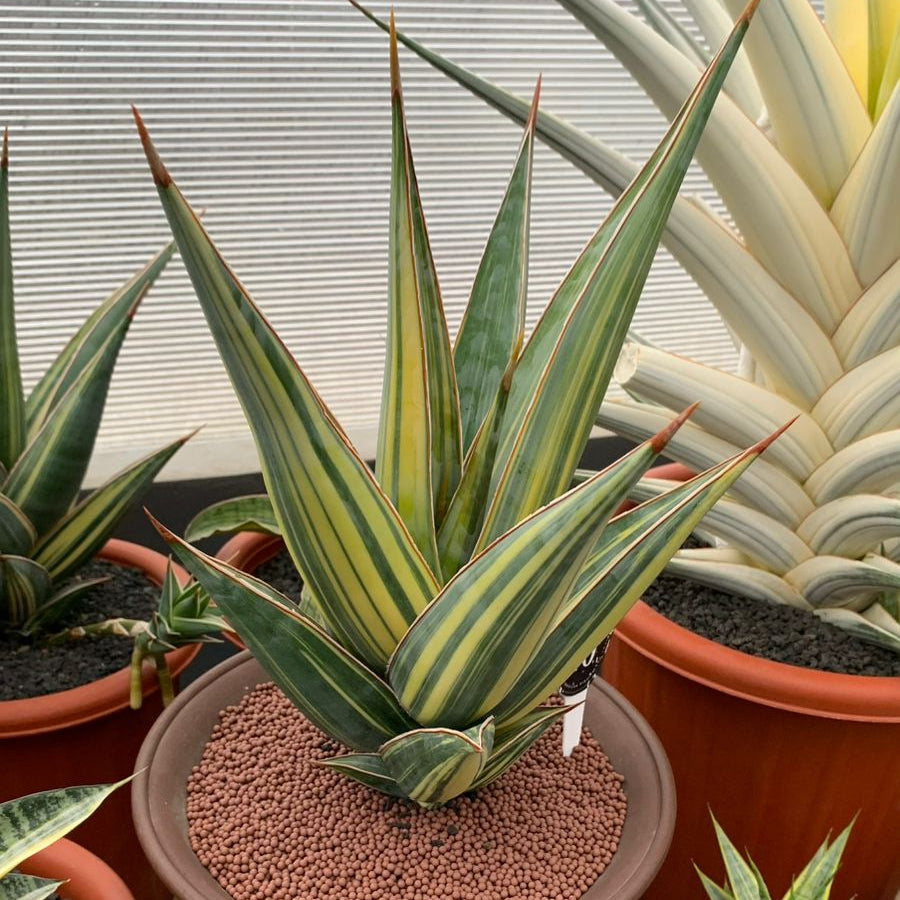 pinguicula sansevieria Sansevieria Pinguicula Variegated