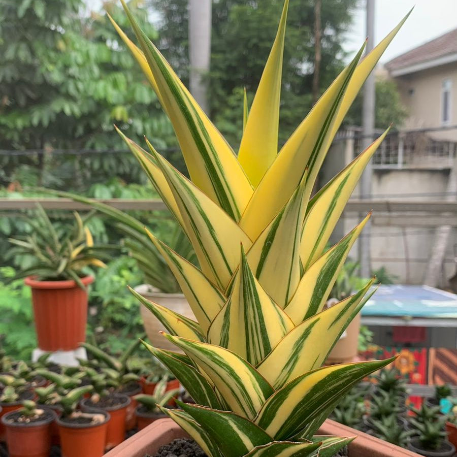 Sansevieria Tower Variegated – Succulentasia