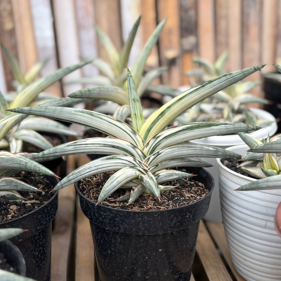 サンスベリア タイガーブルー斑入 Tiger Blue Variegated Sansevieria Blue Clone Variegated White – Succulentasia