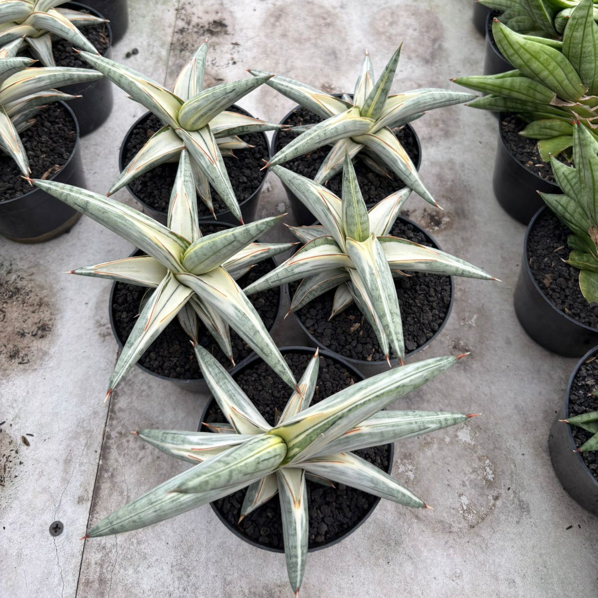 WHOLESALE : 5 pcs Sansevieria Blue clone White Variegated
