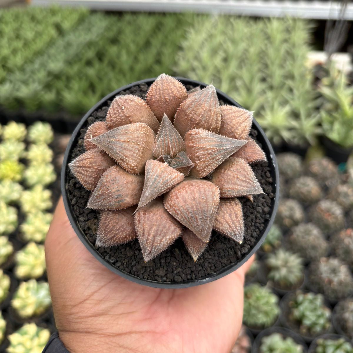 chocolate succulent Haworthia Chocolate – Succulentasia