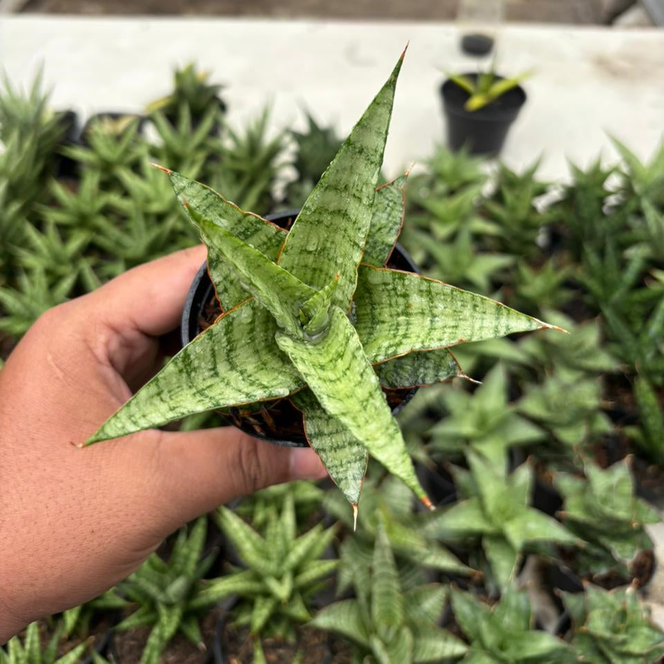 sansevieria galaxy Sansevieria galaxy