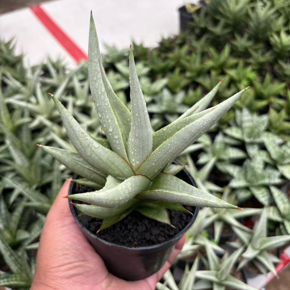 Sansevieria Chanin Thorut
