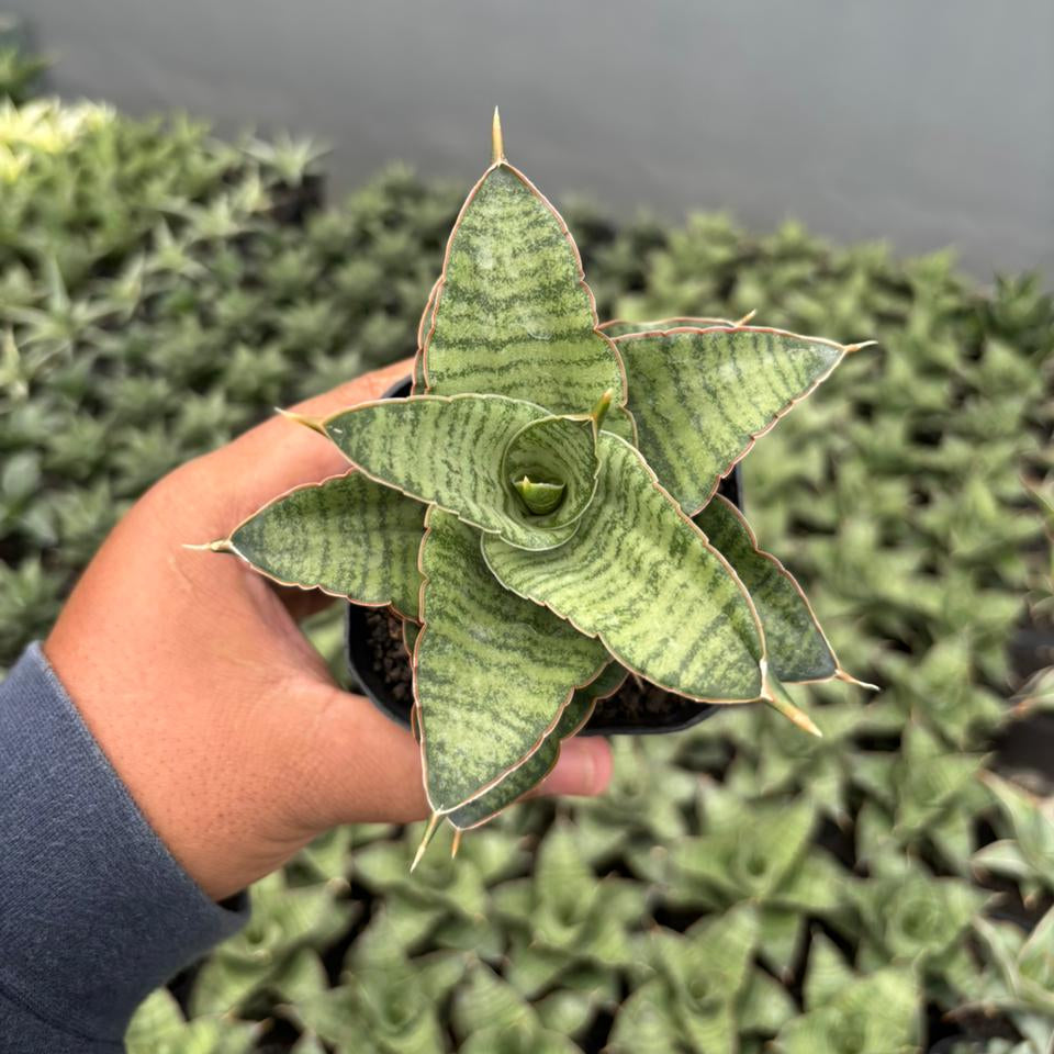 Sansevieria Zaza – Succulentasia