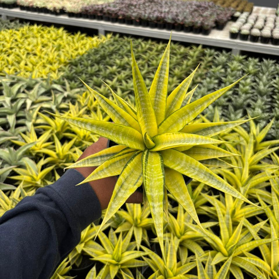 Sansevieria Cordova Variegated – Succulentasia