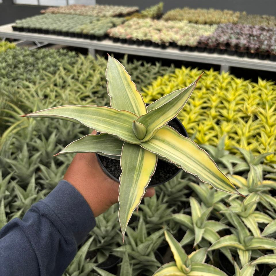 sansevieria kismayo Sansevieria Blue Leaf
