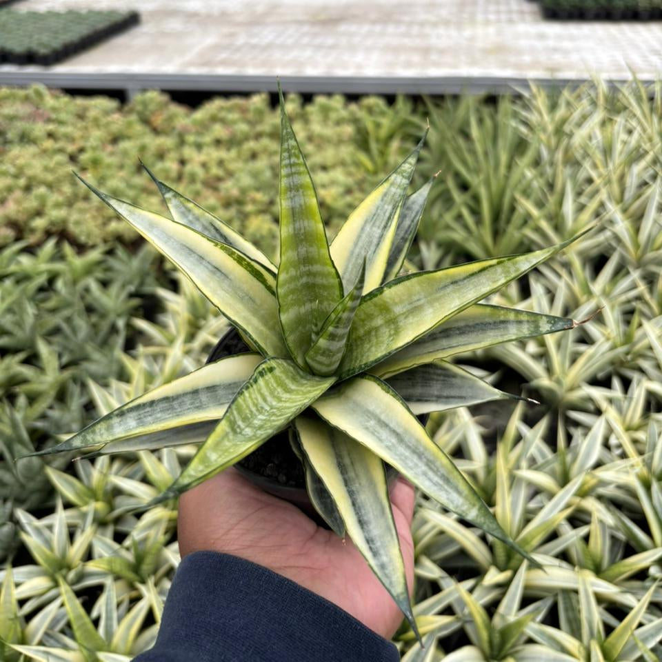 sansevieria sulcata variegated Sansevieria cordova variegated white