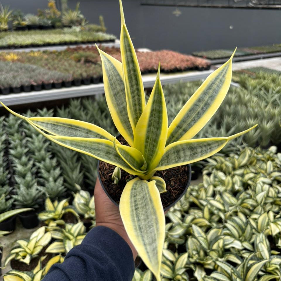 gold snake plant Sansevieria trisfaciata yellow trip – Succulentasia