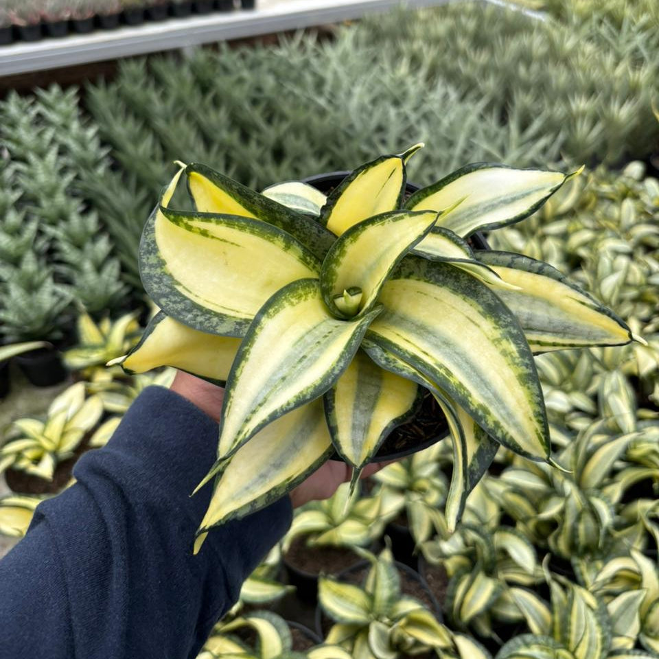 golden wendy sansevieria Sansevieria Golden Wendy