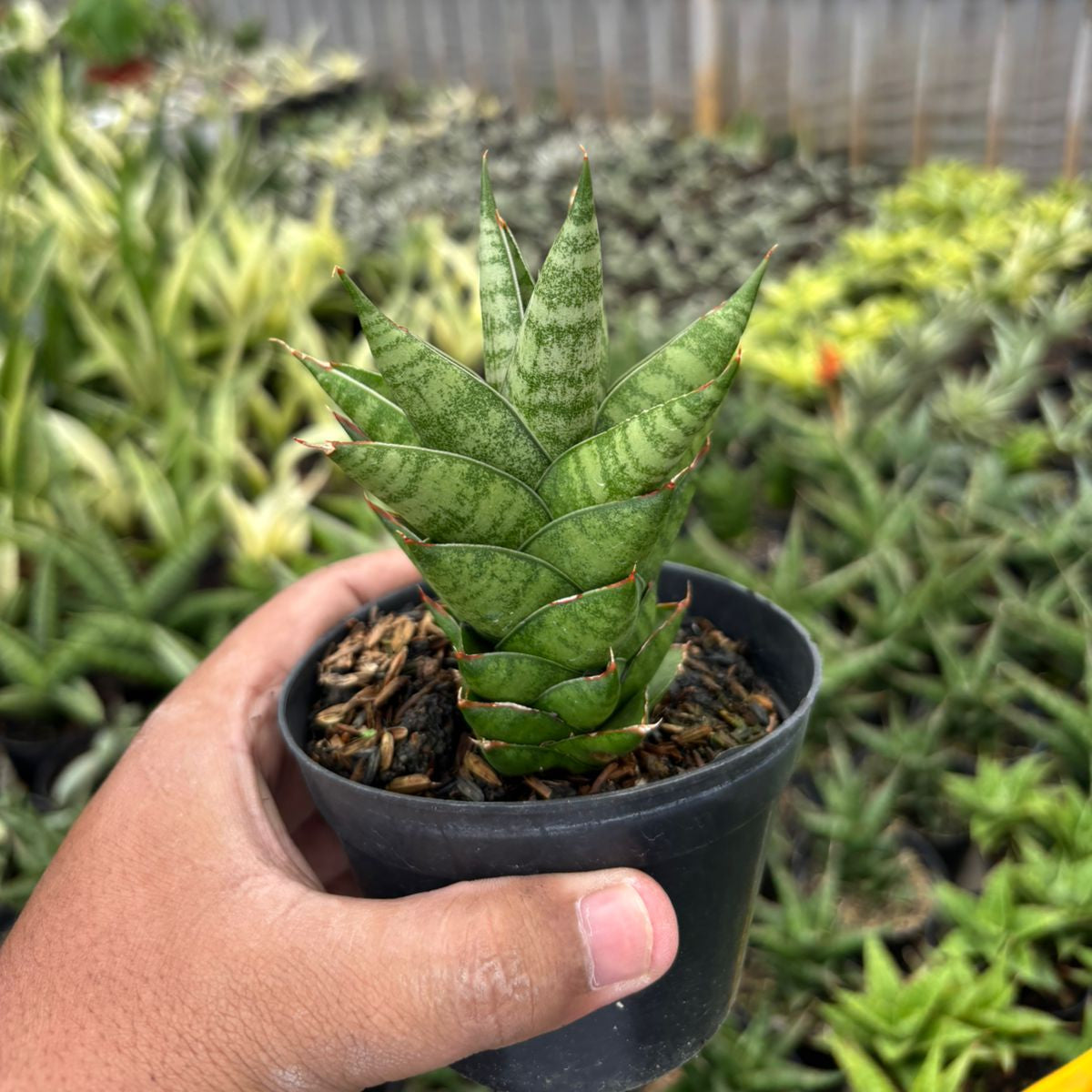 large sansevieria Sansevieria Vagoda Large