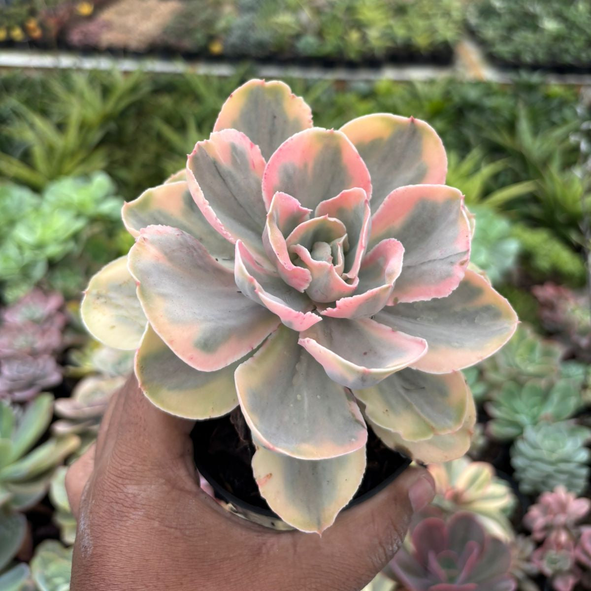 real pink succulent plants Echeveria pink angel – Succulentasia