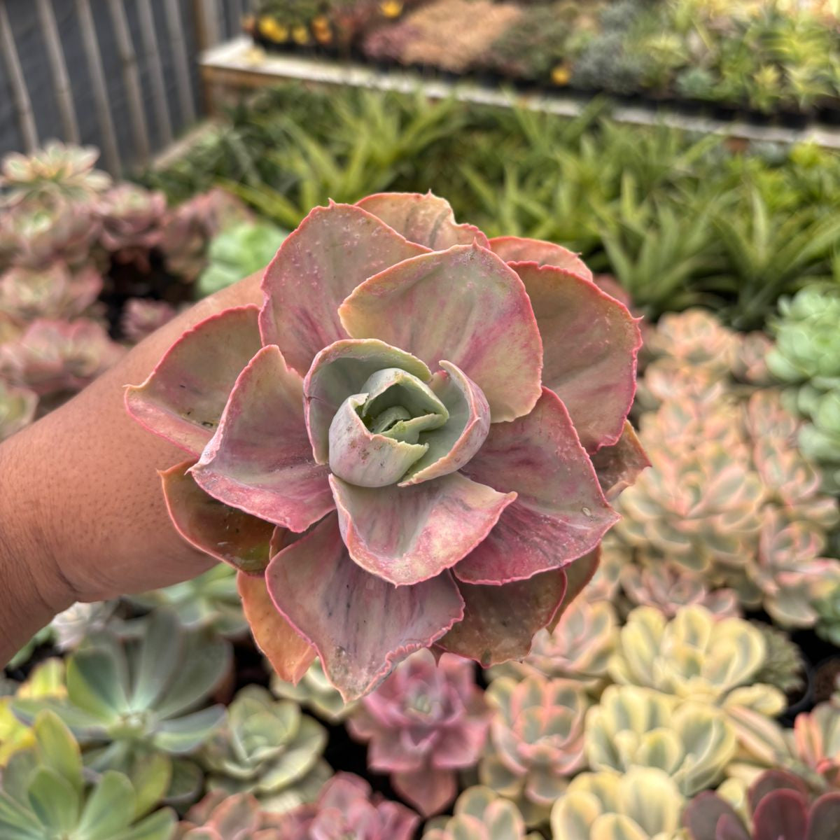 are rainbow succulents real Echeveria rose rainbow – Succulentasia