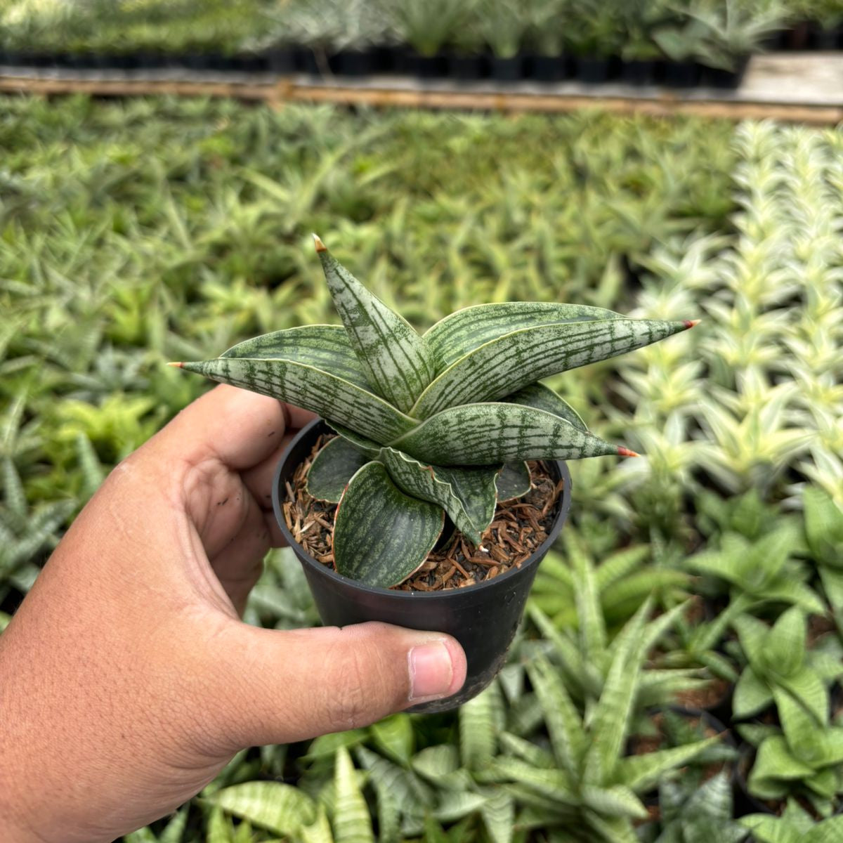 sansevieria fenomenal Sansevieria Macho