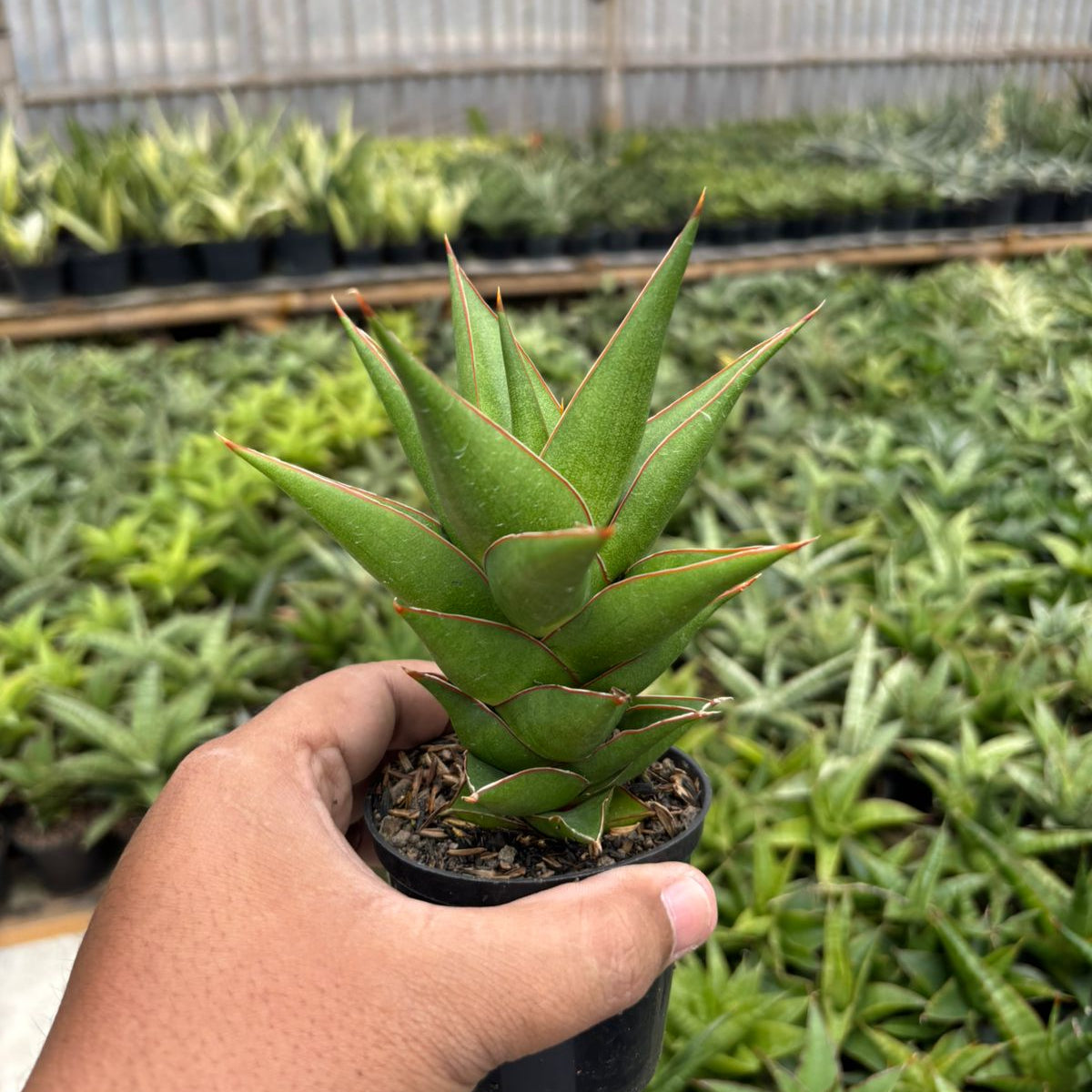 Sansevieria tower blue