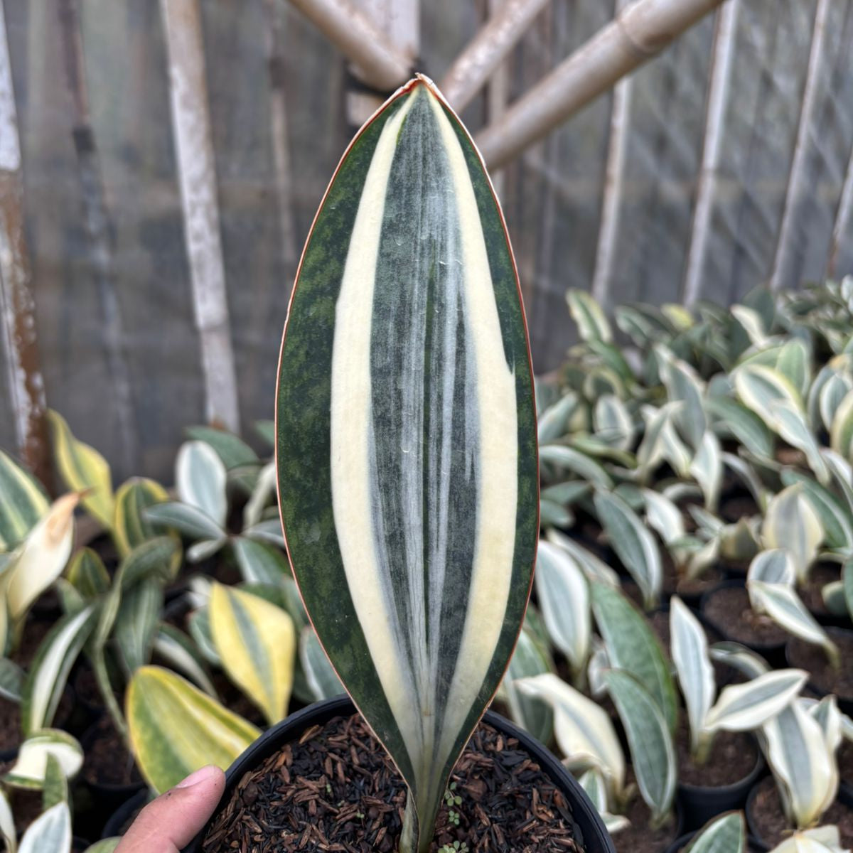 strelitzia reginae nicolai unterschied Strelitzia nicolai/reginae main image 0