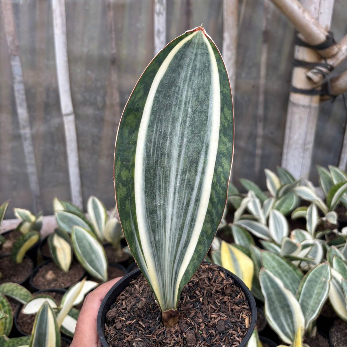Sansevieria Masoniana Variegated MEDIUM QUALITY – Succulentasia