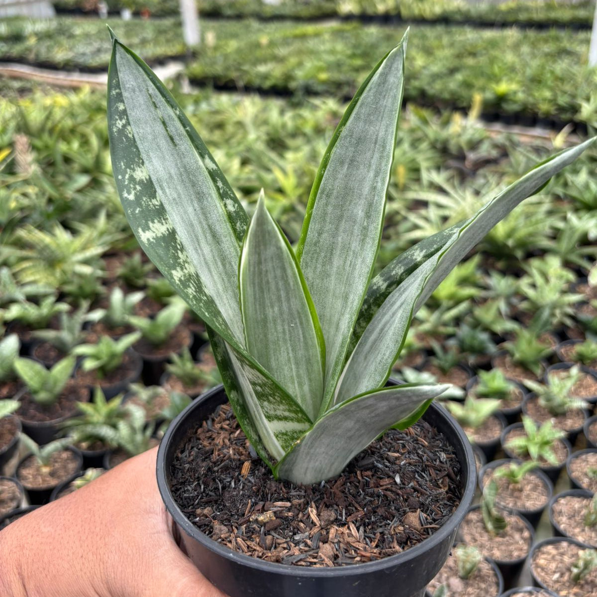 sansevieria trifasciata green Sansevieria Trifasciata Morgenstern
