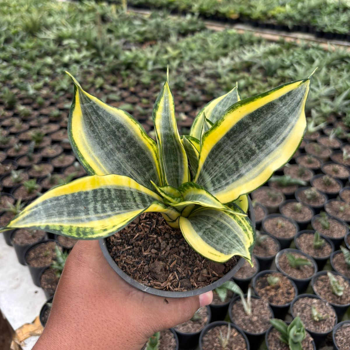sansevieria hahnii golden banner Sansevieria Gold Banner