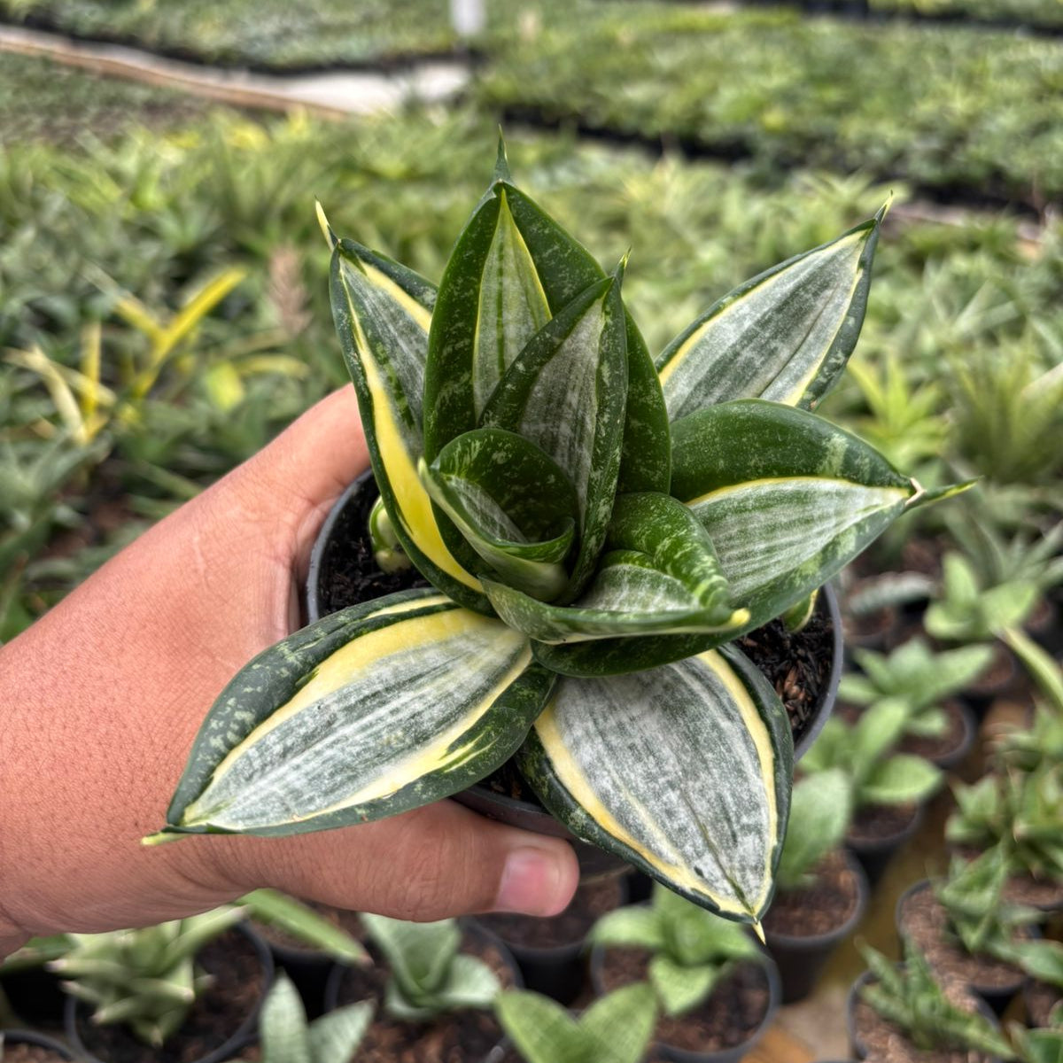 sansevieria hahnii plant Sansevieria 'Hahnii Silver Zebra'
