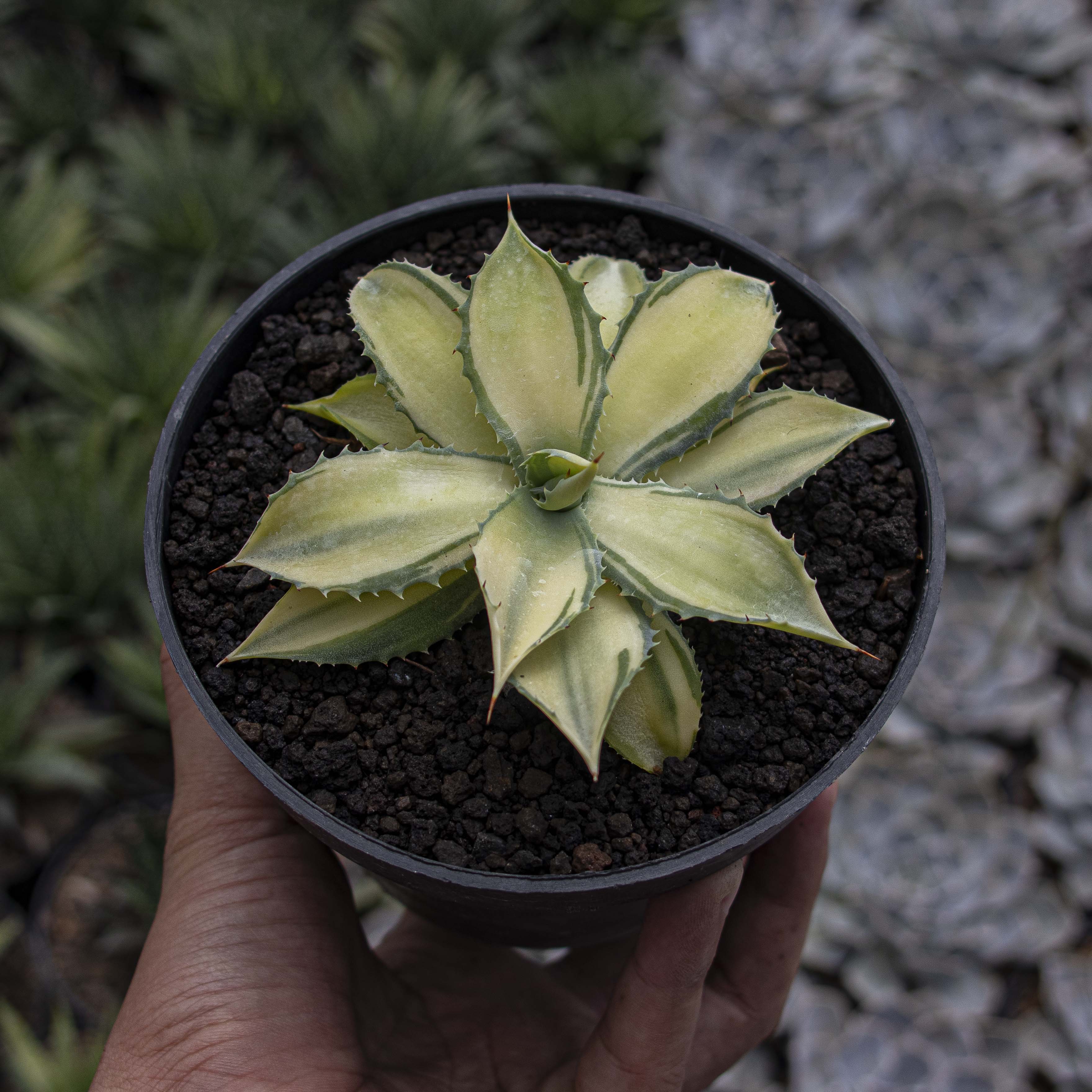 Agave Istismensis Mediopicta Variegated – Succulentasia