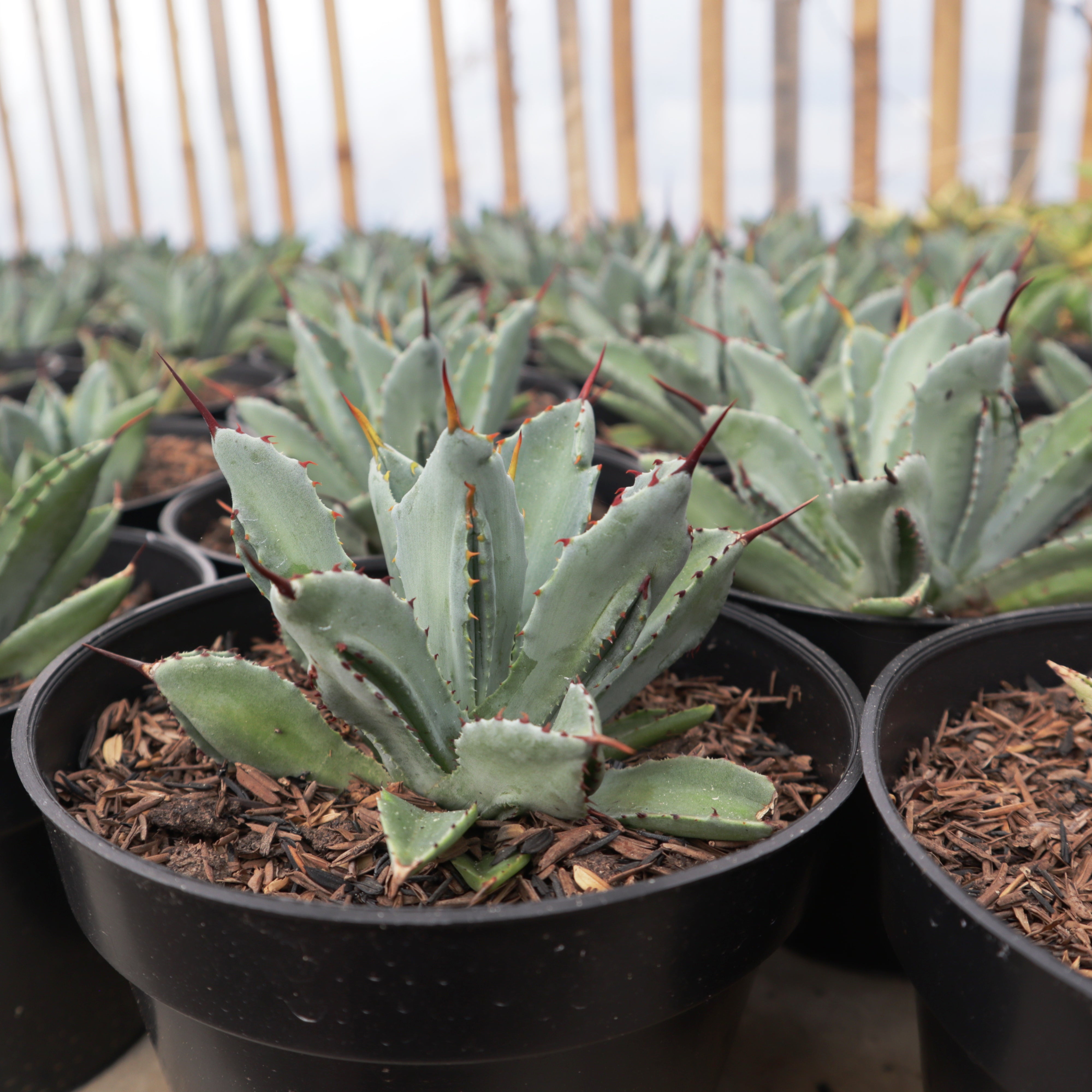 agave potatorum cubic Agave Potatorum Cubic