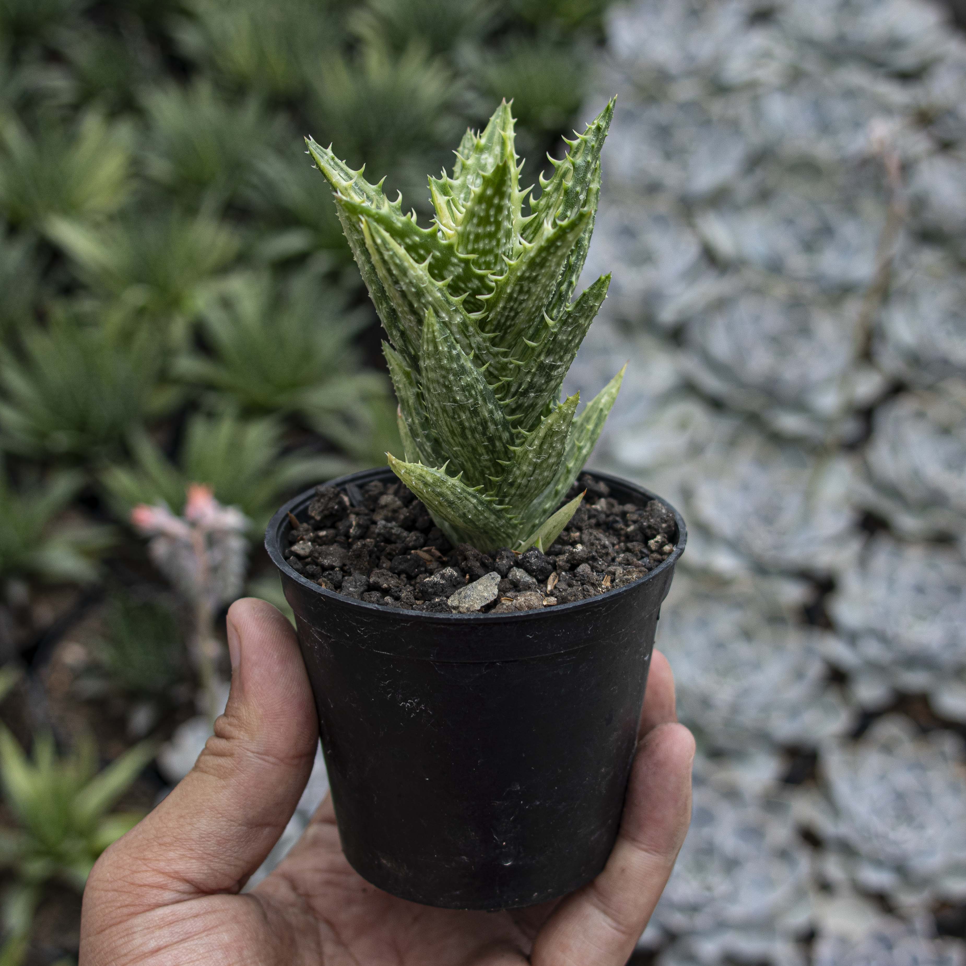 Aloe Juvenna Variegated – Succulentasia