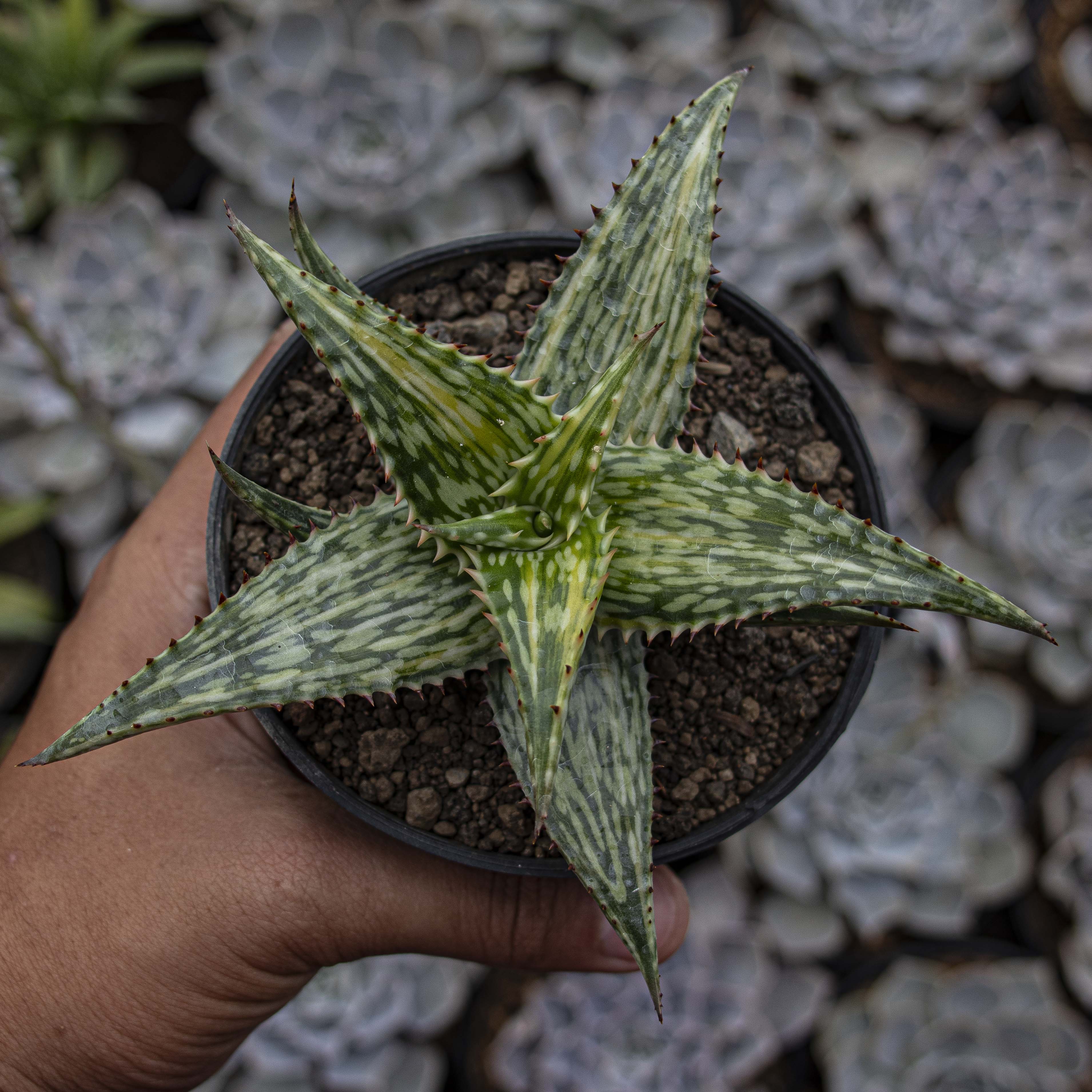 Aloe Somaliensis Variegated – Succulentasia