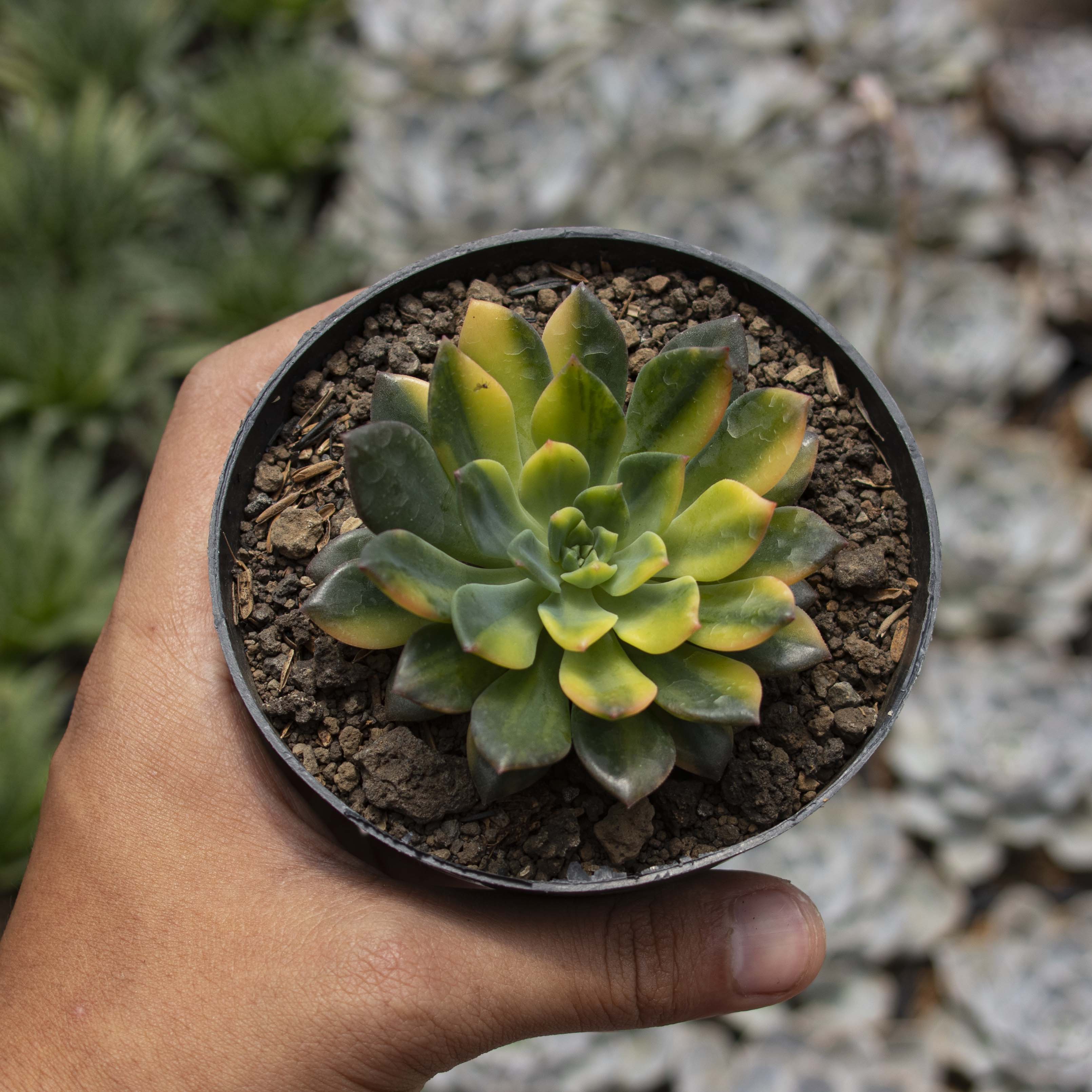 echeveria サイズ1 echeveria サイズ1 Echeveria (Assorted) – Diameter Plants