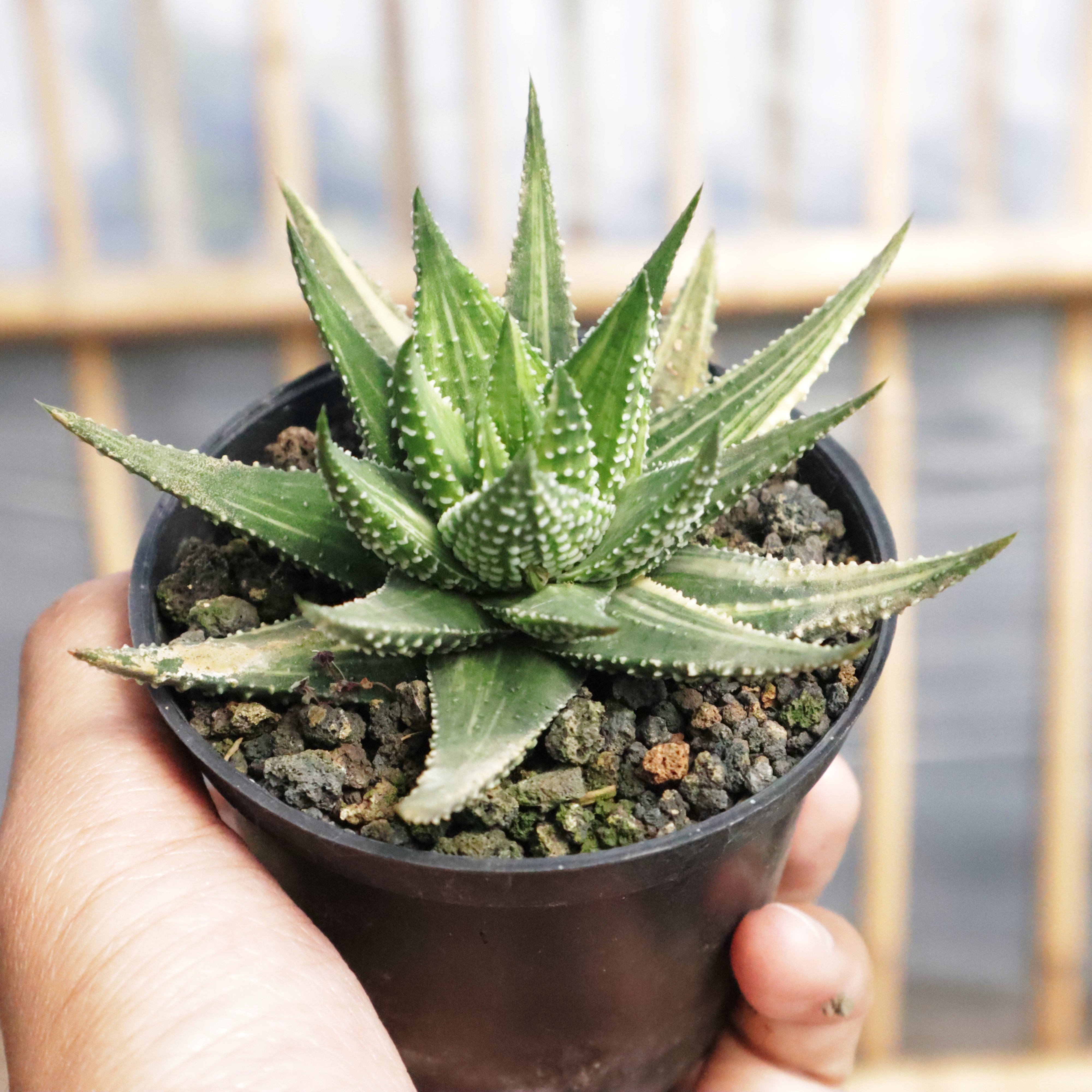 Haworthia Pumila Grey – Succulentasia