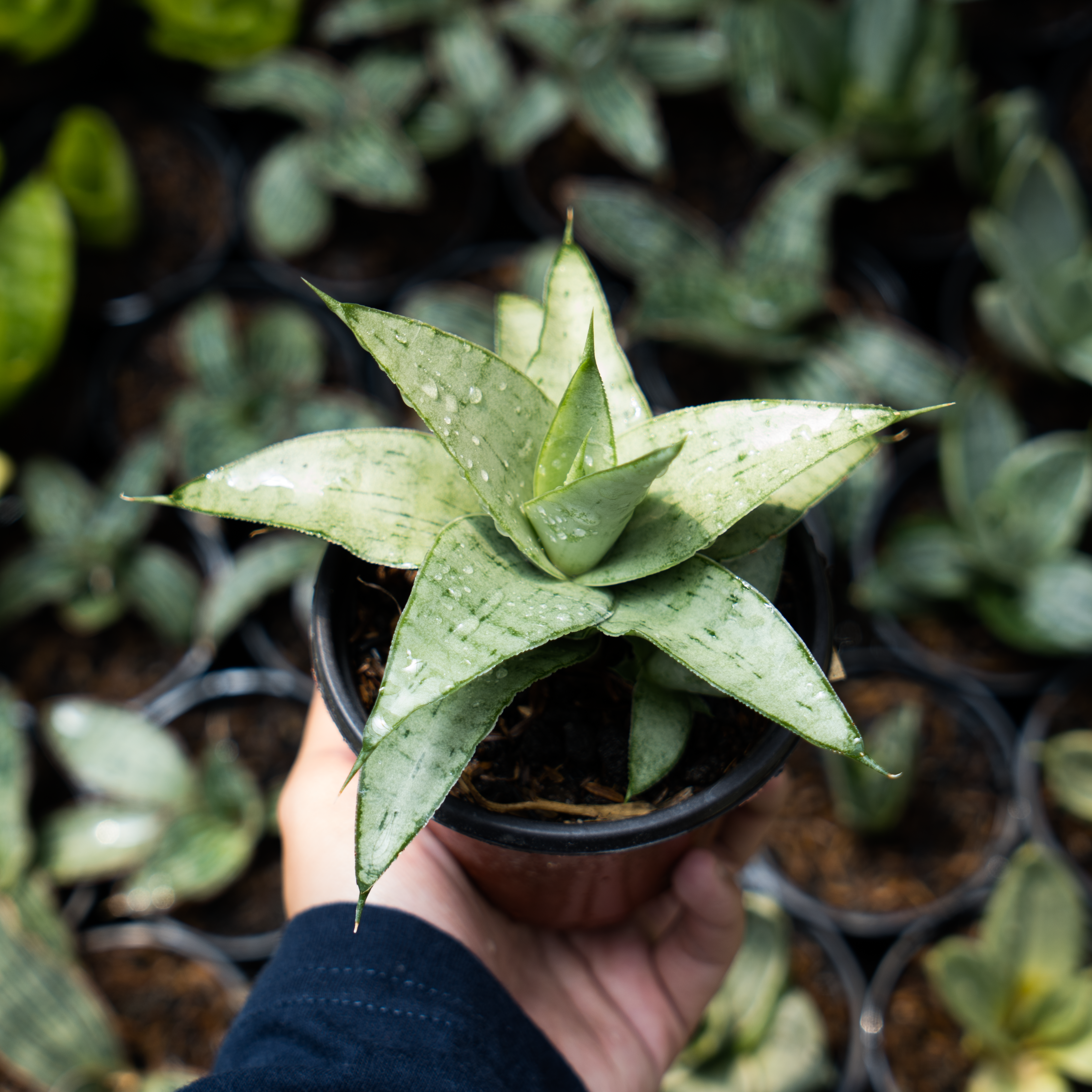 sansevieria super Sansevieria kumara – Succulentasia