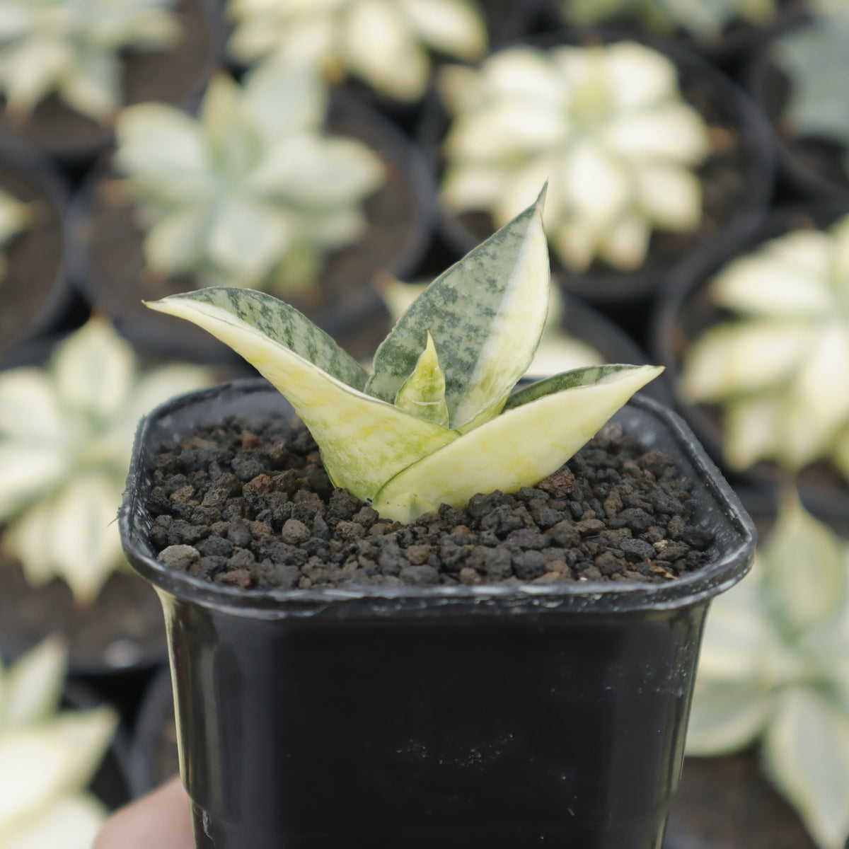 サンスベリア Sansevieria Bonny variegated サンスベリア Sansevieria Bonny variegated サンスベリア Sansevieria