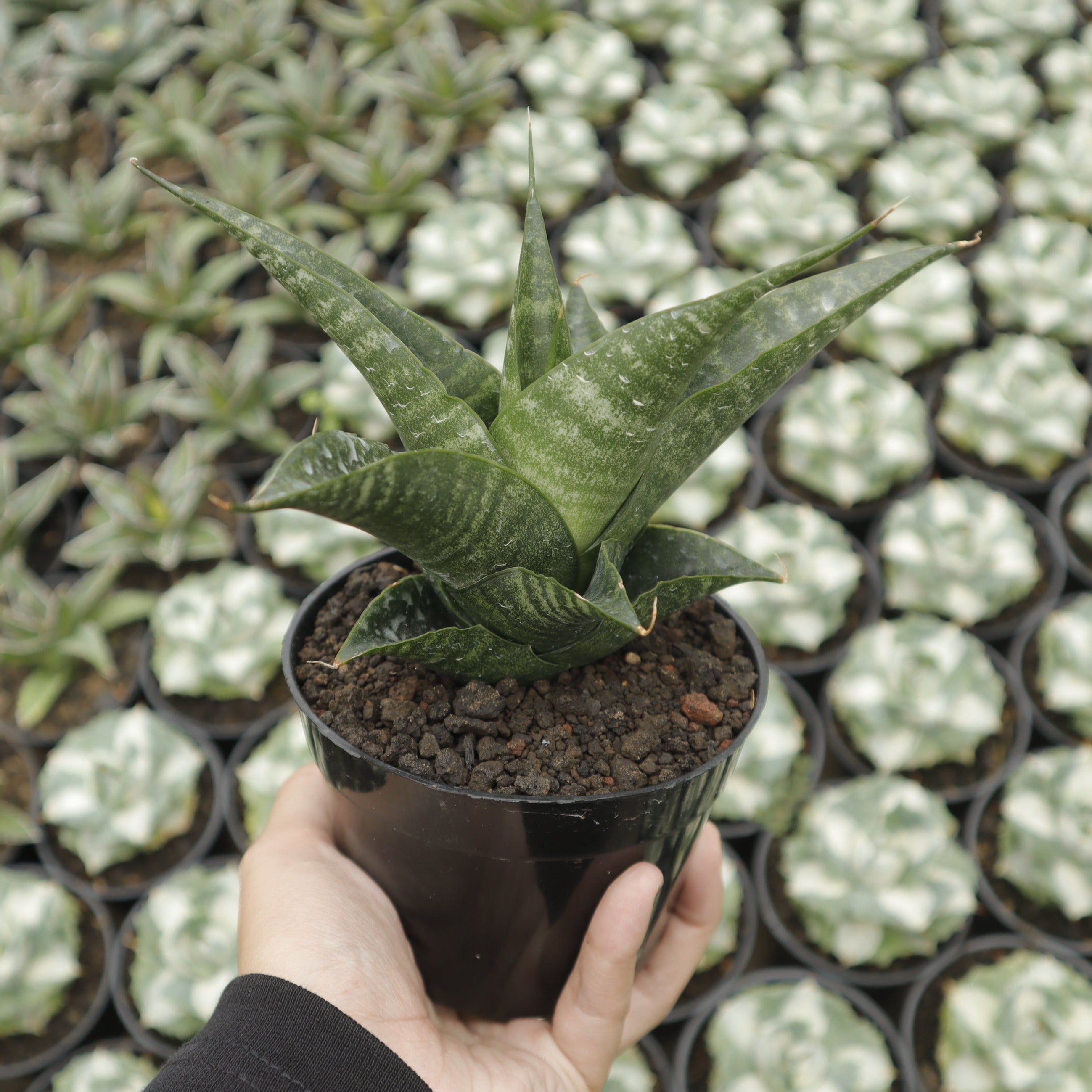 thick sansevieria sansevieria black fat