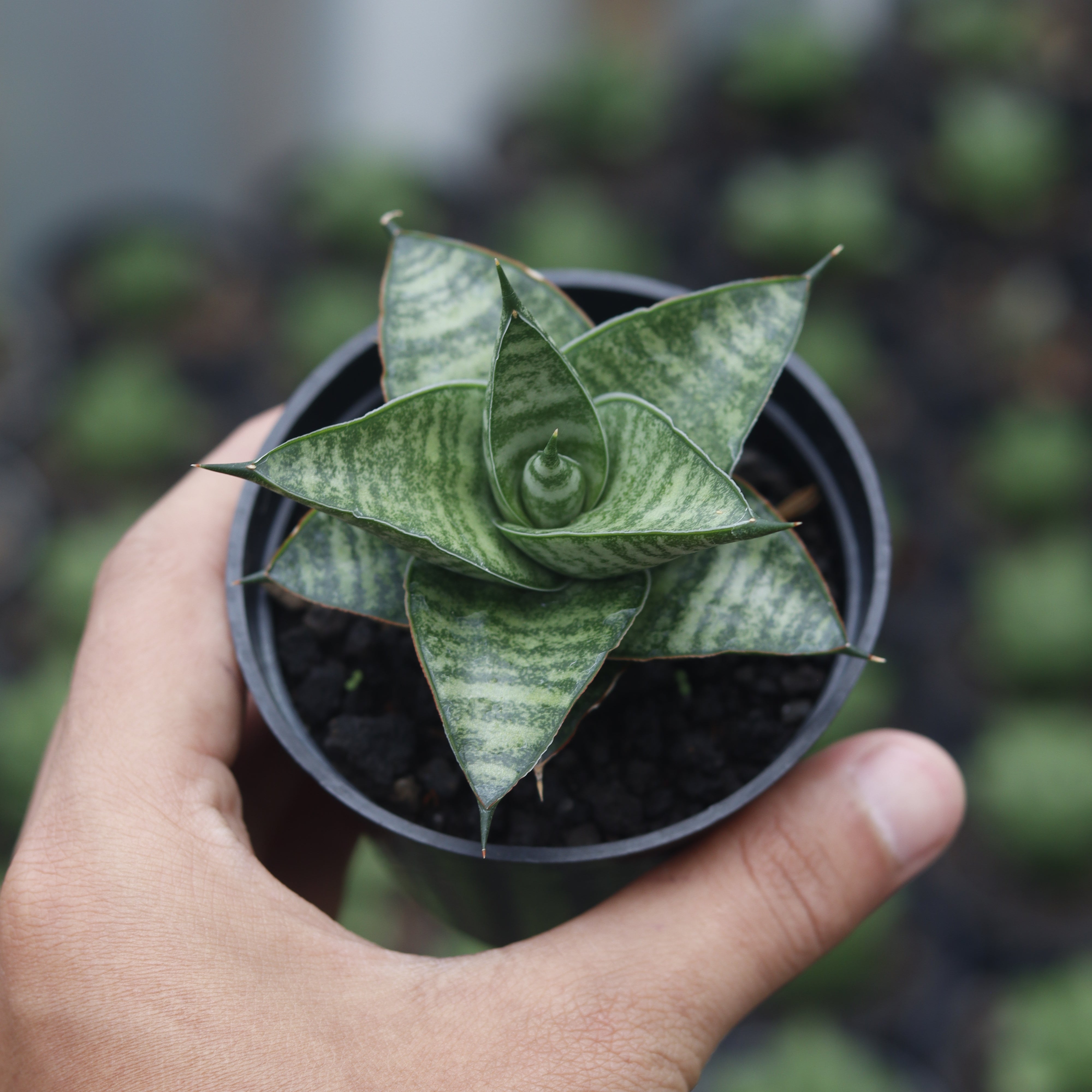 mutomo kenya sansevieria Sansevieria Motomo x Cordova – Succulentasia