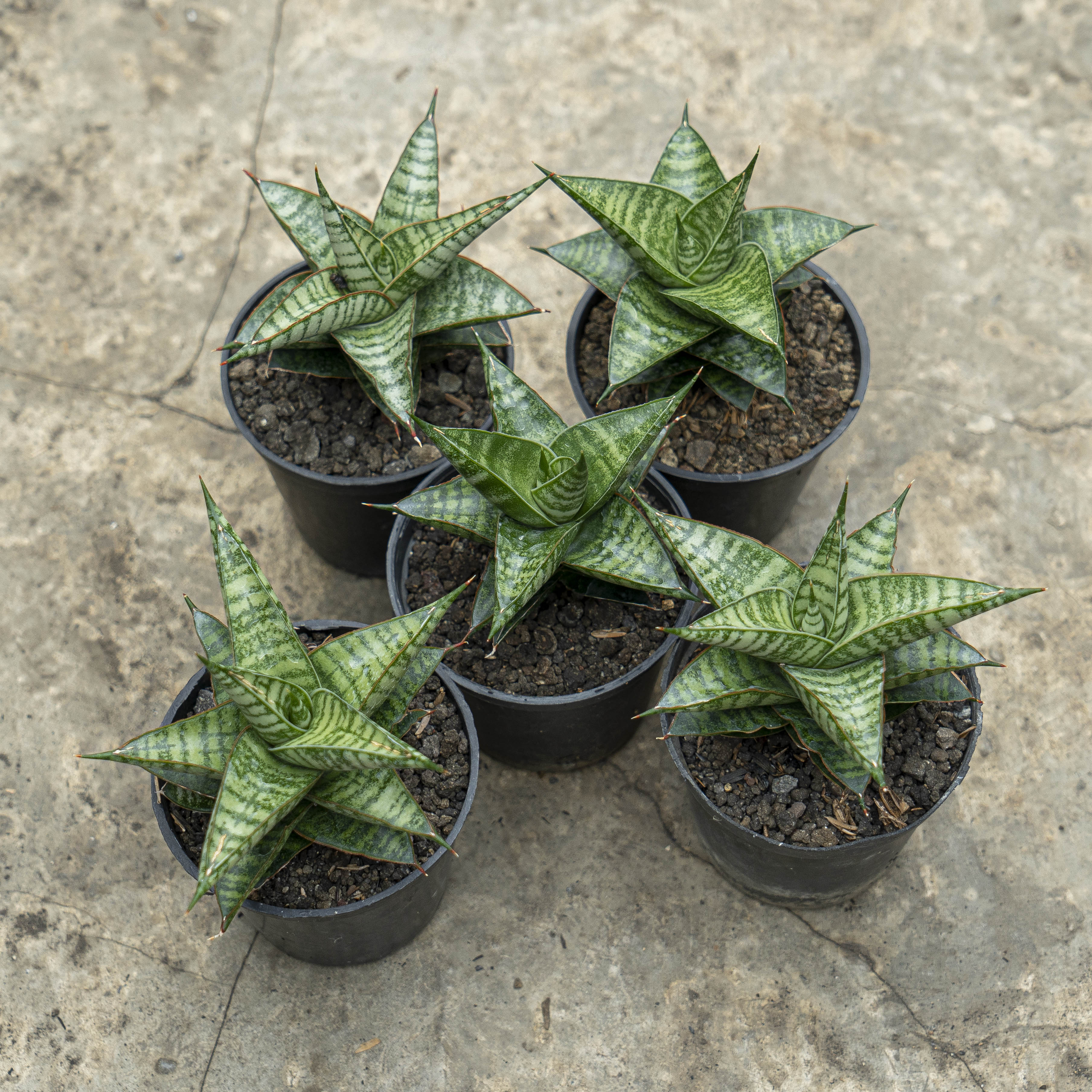 sansevieria suffruticosa mutomo WHOLESALE : 5 pcs Sansevieria Motomo x Cordova – Succulentasia