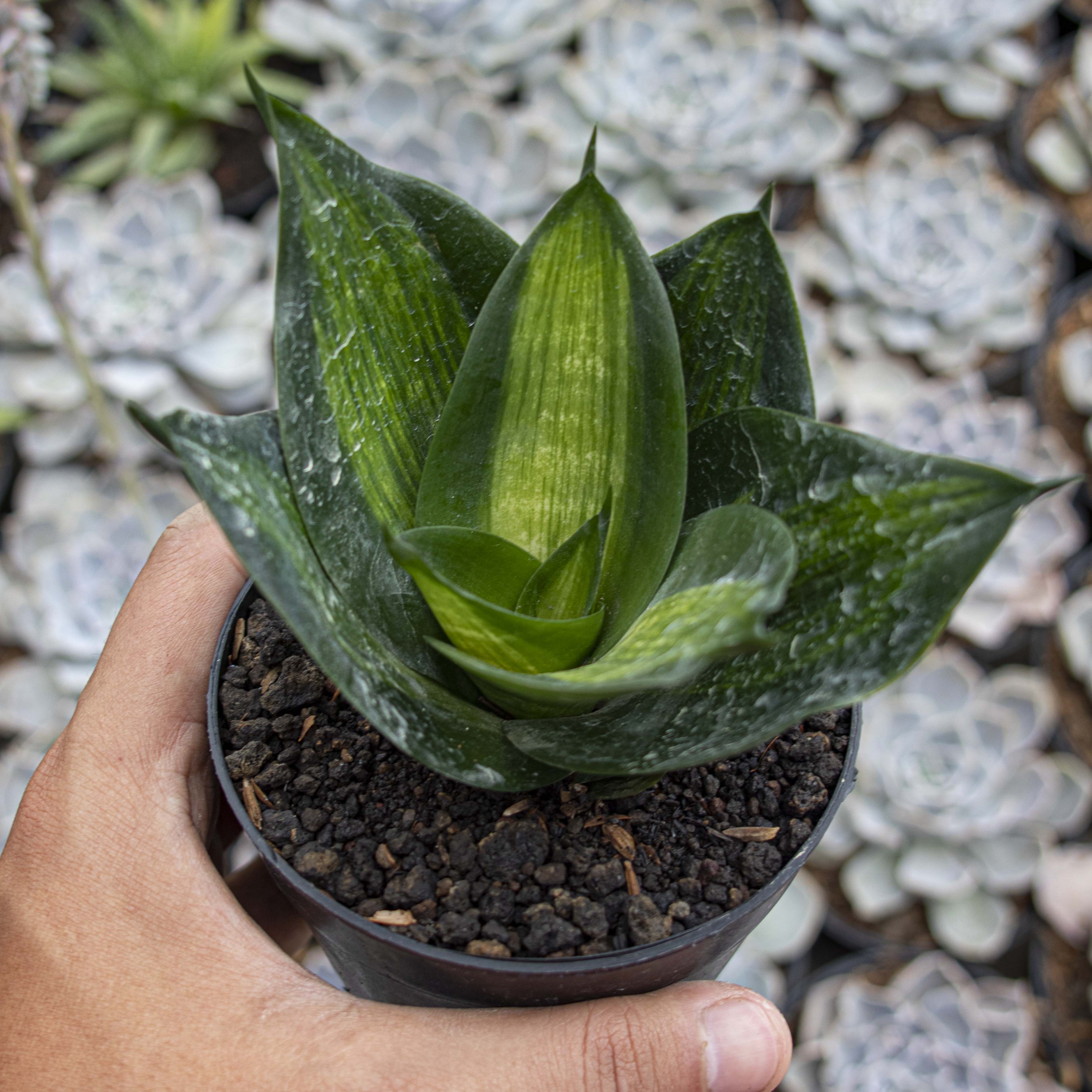 sansevieria trifasciata hahnii green Sansevieria Hahnii Green Mould Striata – Succulentasia