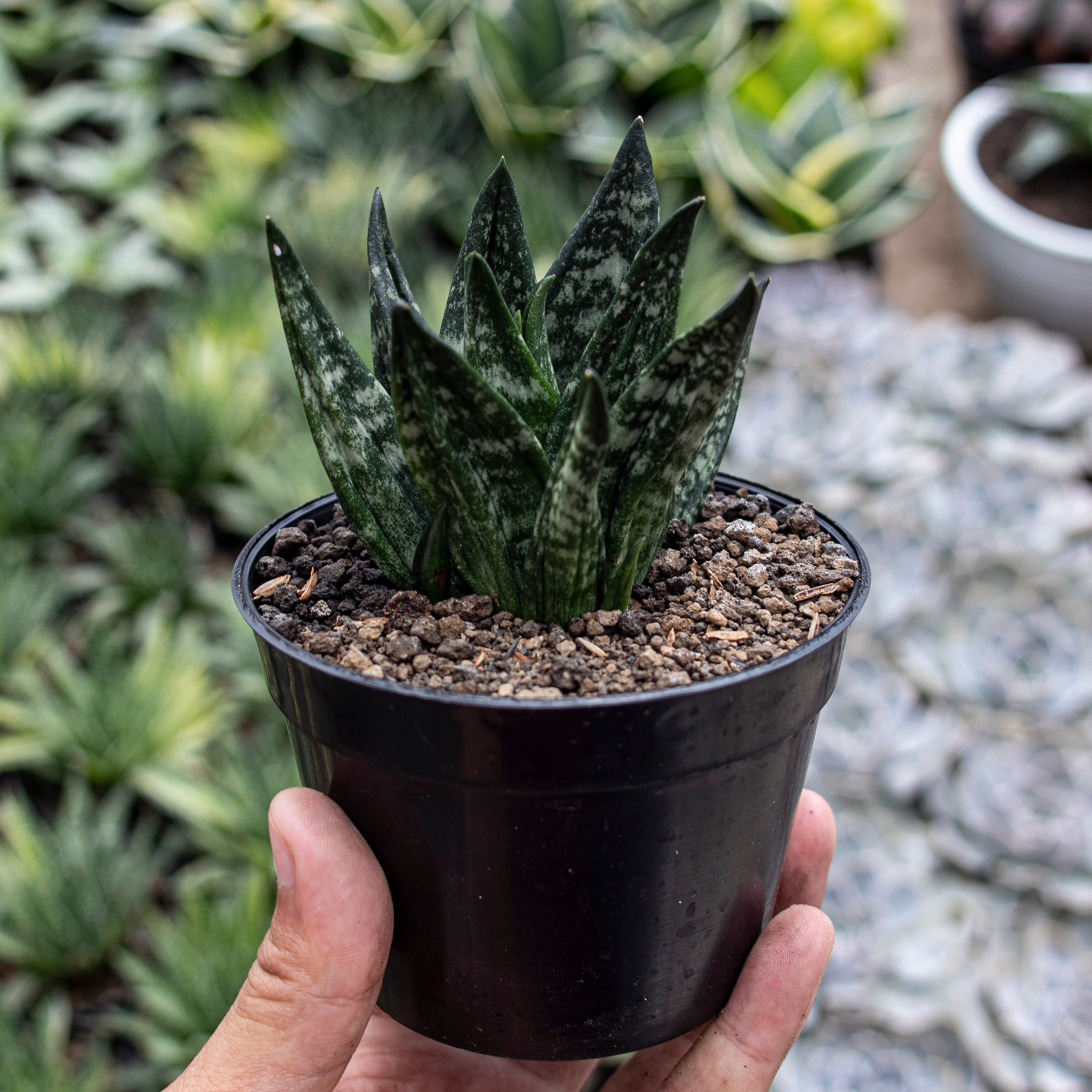 sansevieria black hahnii Sansvieria Hahnii gaster – Succulentasia