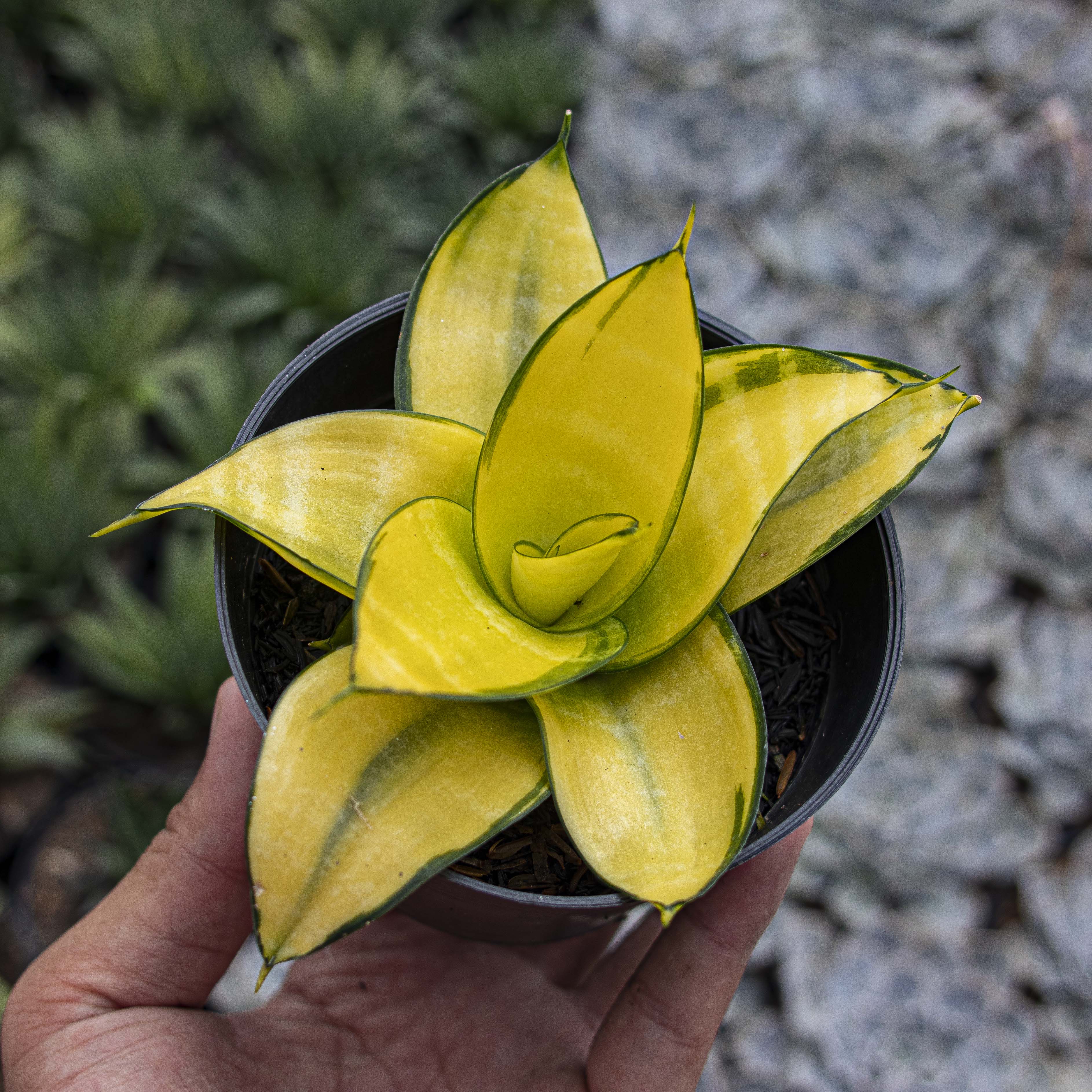 snake plant philippines Sansevieria Hahnii Philippine Gold – Succulentasia