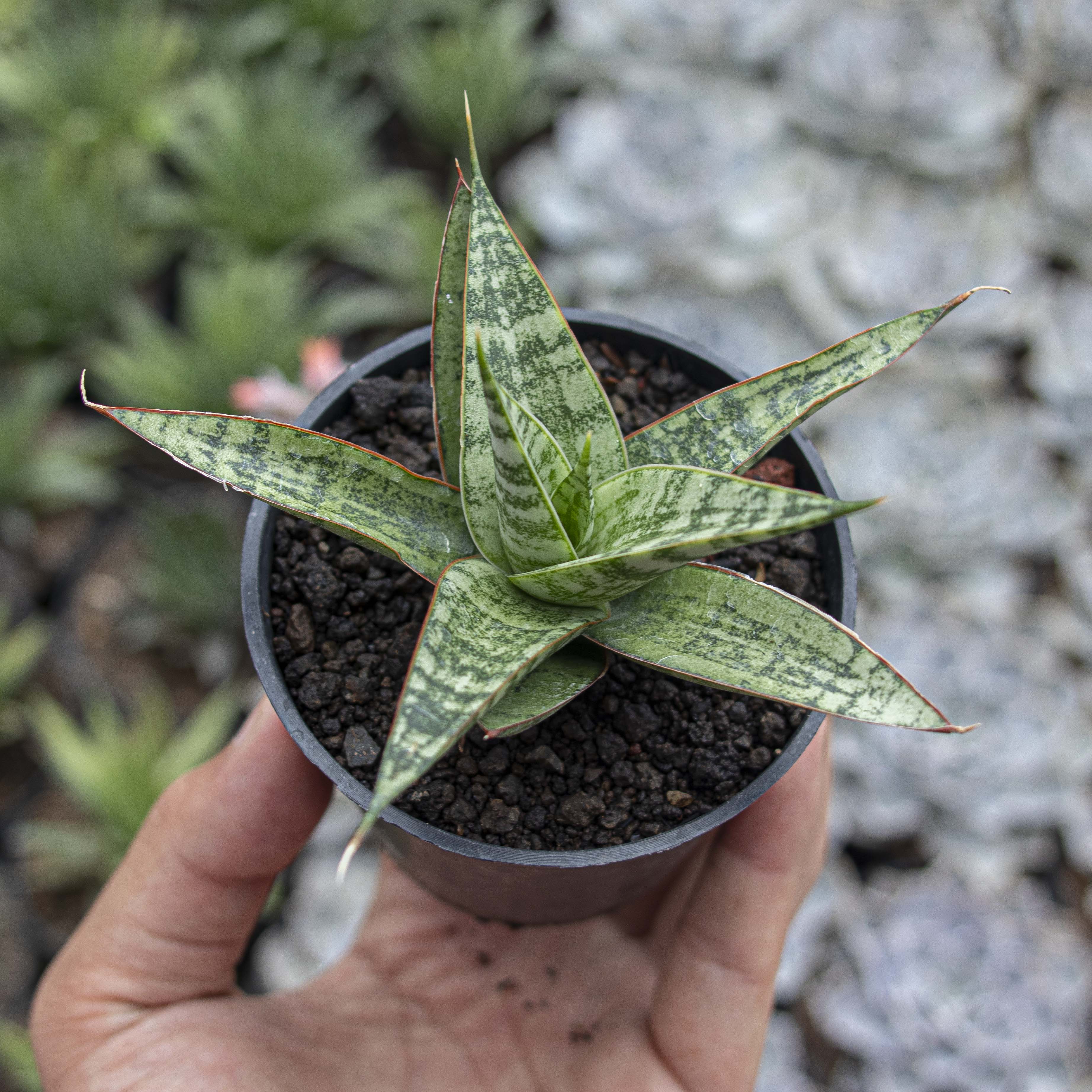 sansevieria hybrid plant Sansevieria Renjana