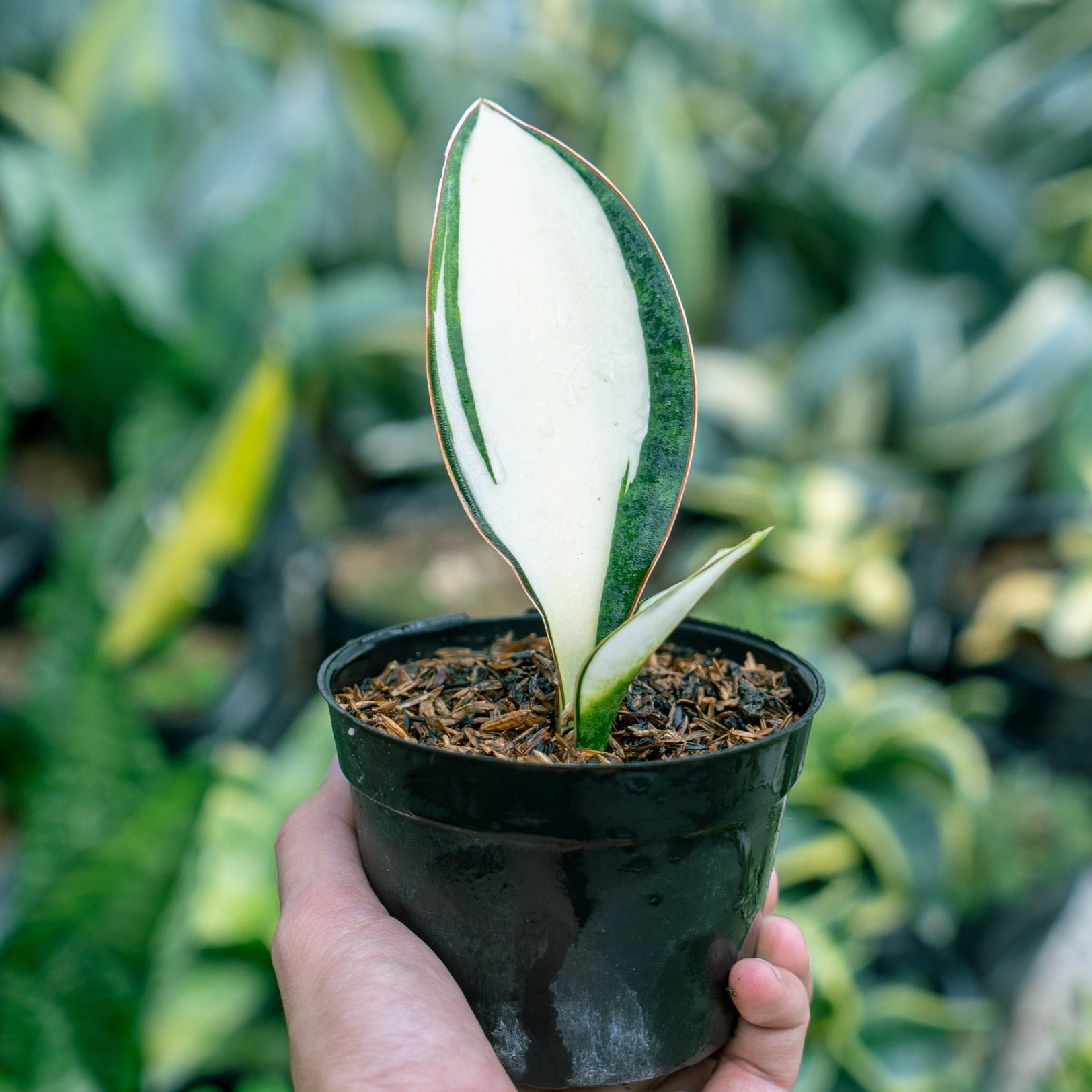 medusa sansevieria Sansevieria Masoniana Mediopict – Succulentasia