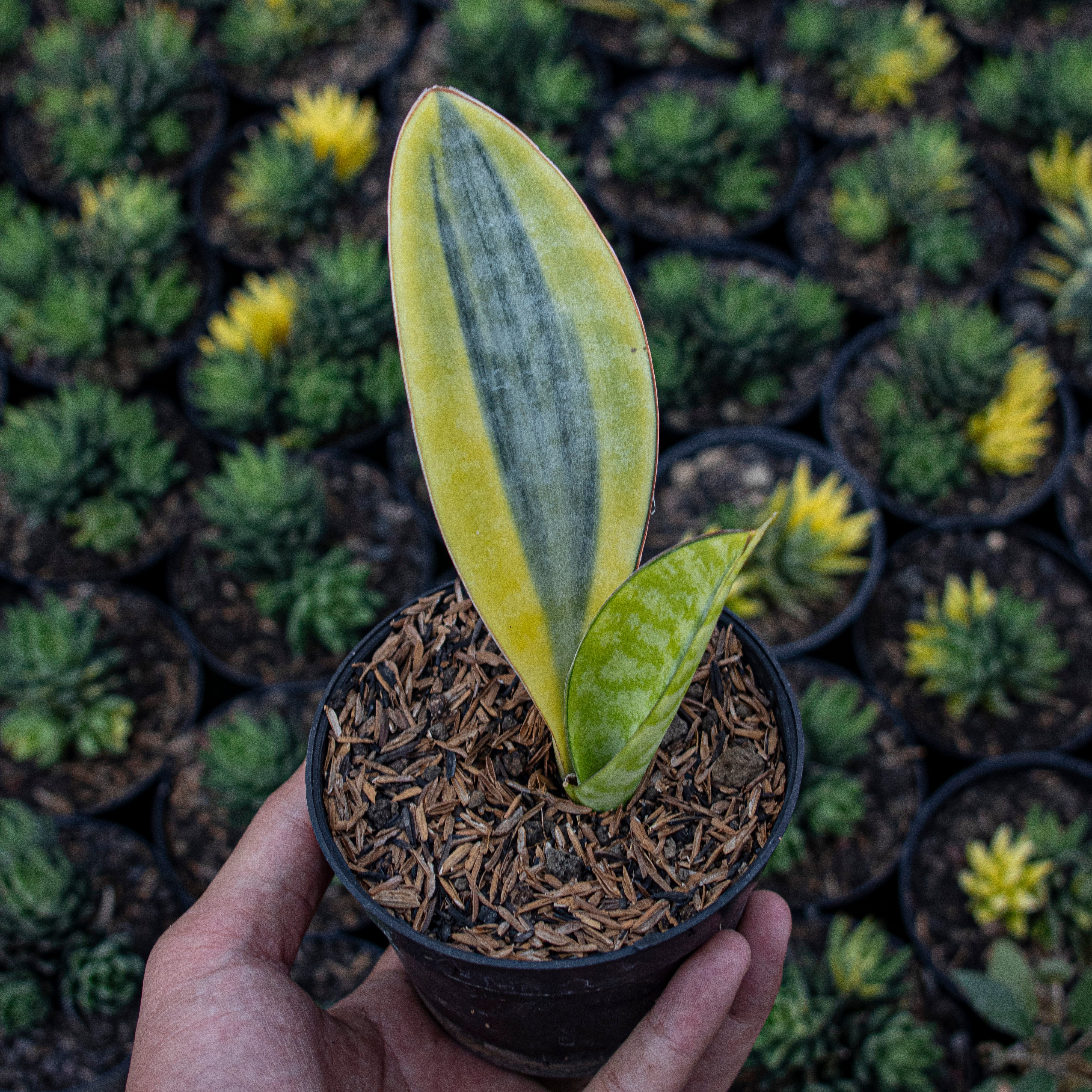 sansevieria masoniana yellow variegated Sansevieria Masoniana Yellow Variegated