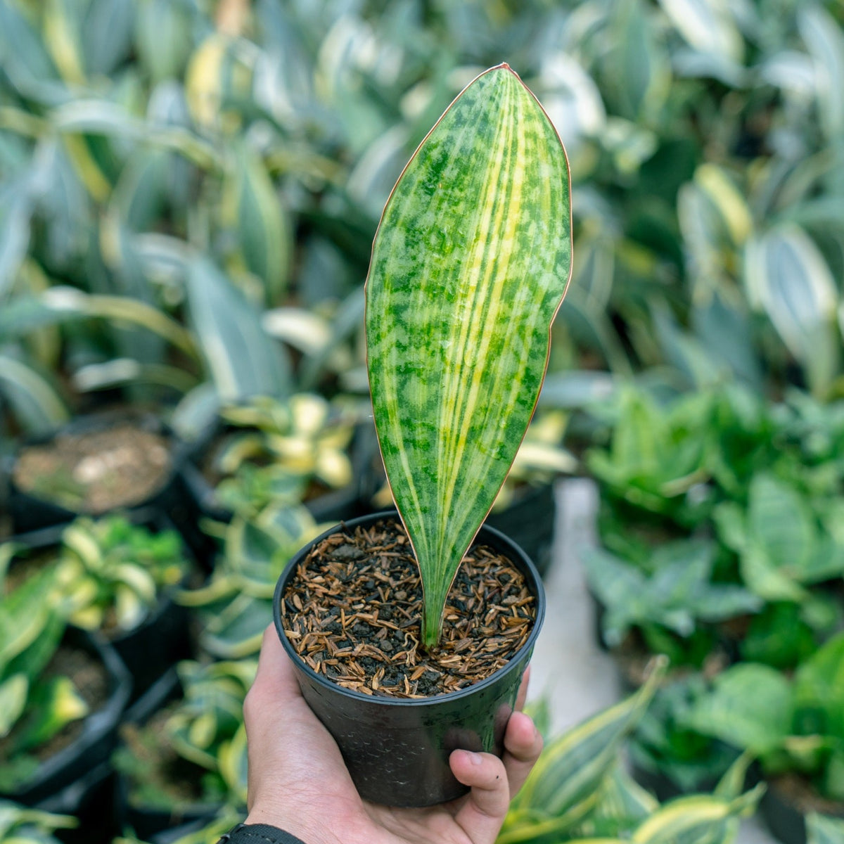 Sansevieria Masoniana Yellow Variegated Strip – Succulentasia