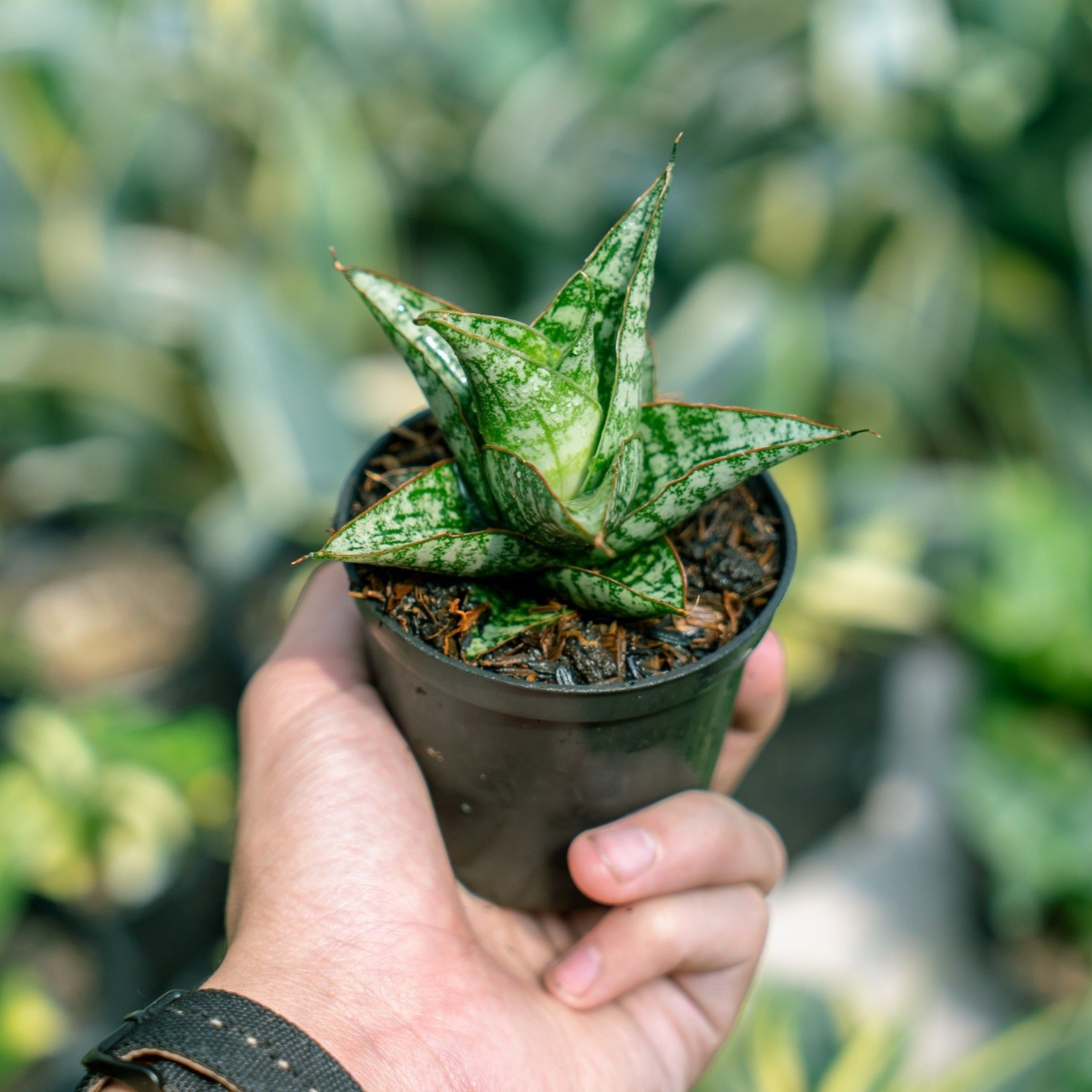 sansevieria balthasar Sansevieria Balaraja