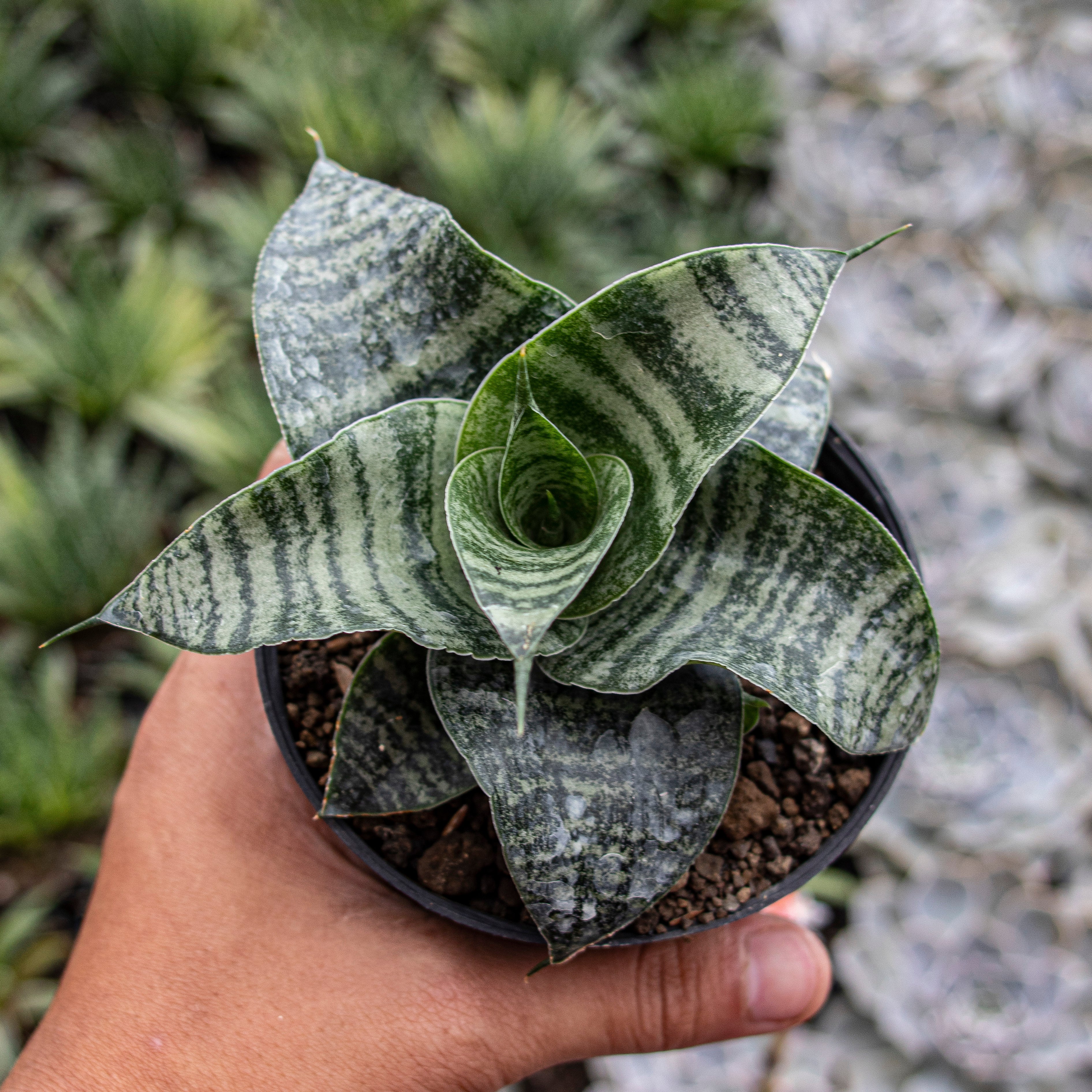 Sansevieria Spyder – Succulentasia
