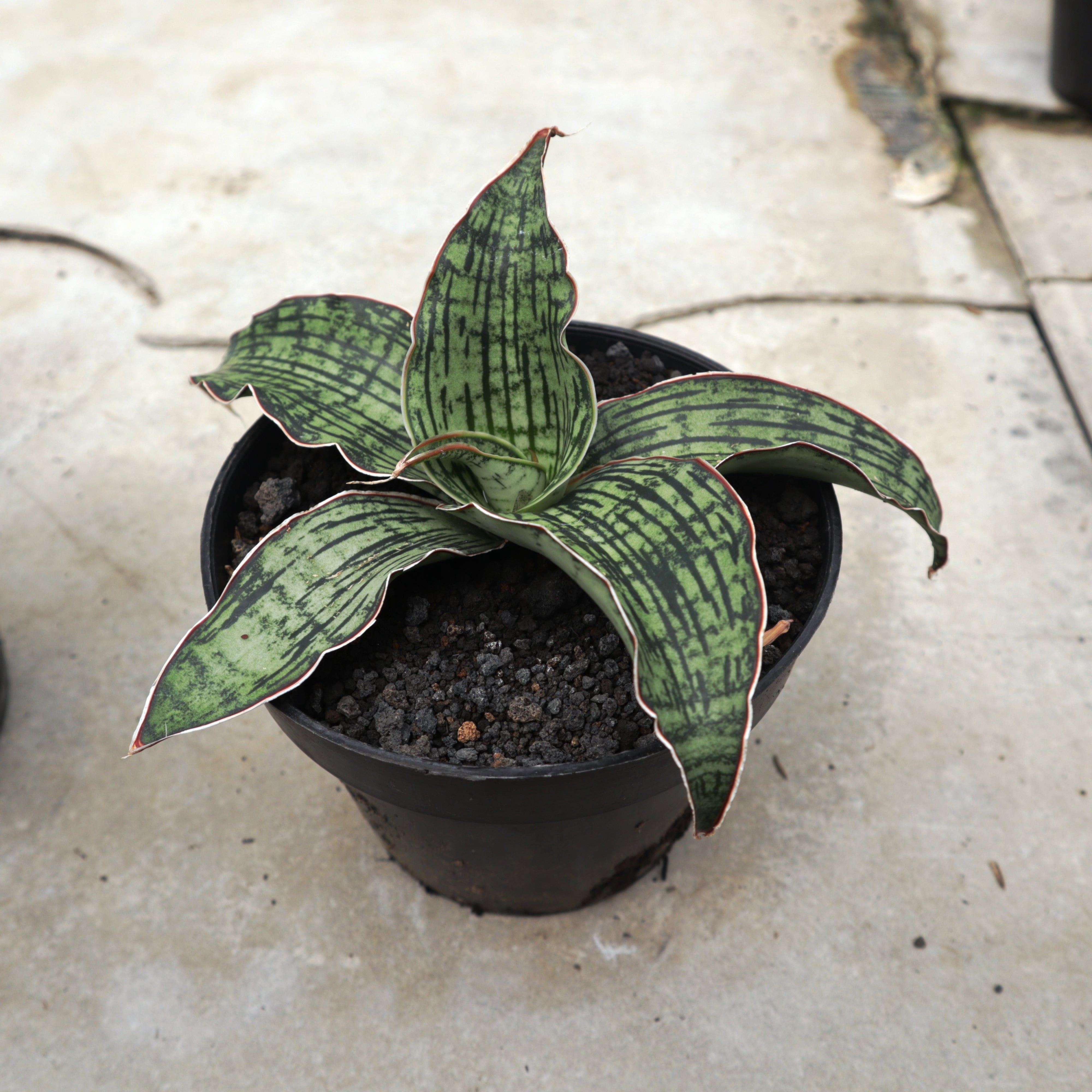 Sansevieria Cleopatra Big – Succulentasia