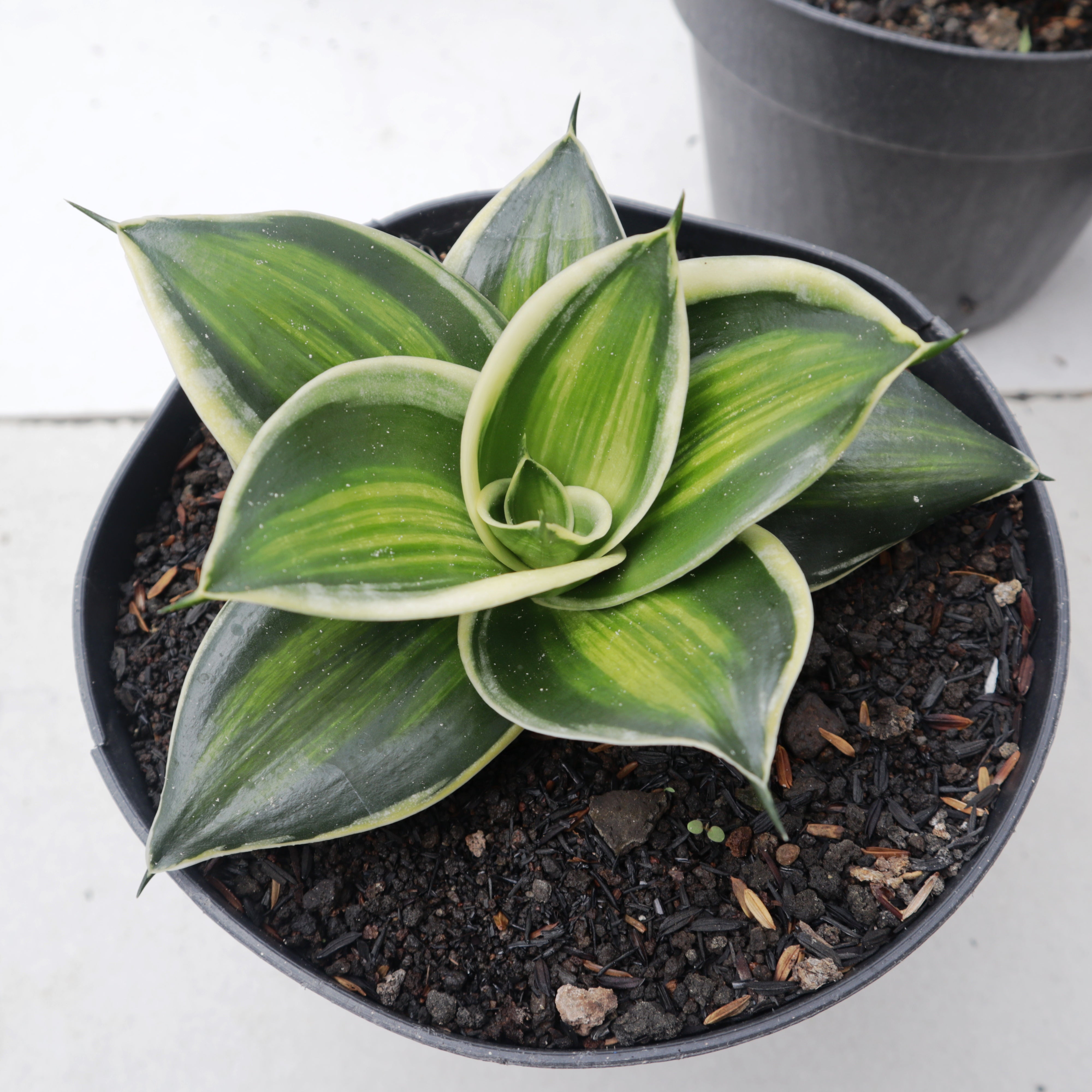 sansevieria hahnii jade marginata Sansevieria Jade Dwarf Variegated Striata