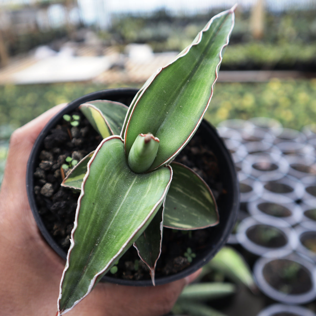 Variegated Sansevieria 2024 Kismayo