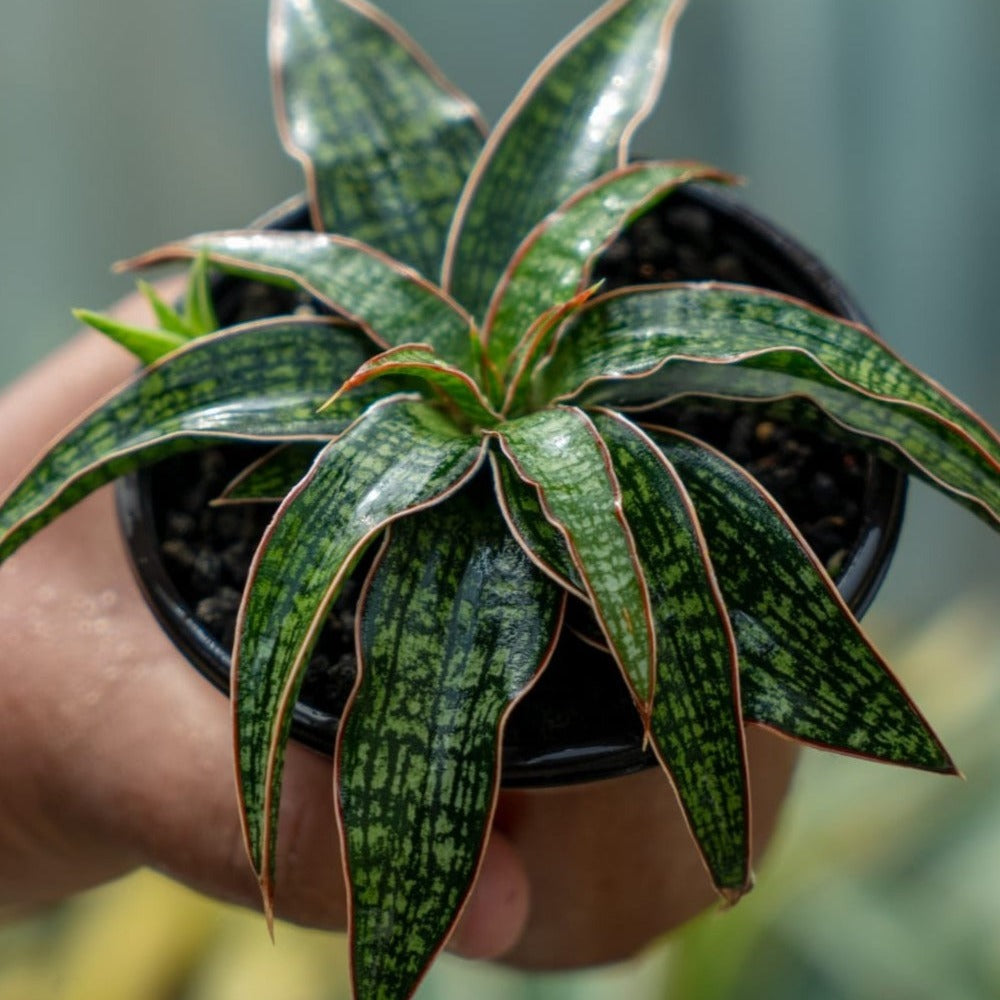 Sansevieria hybrid unyil