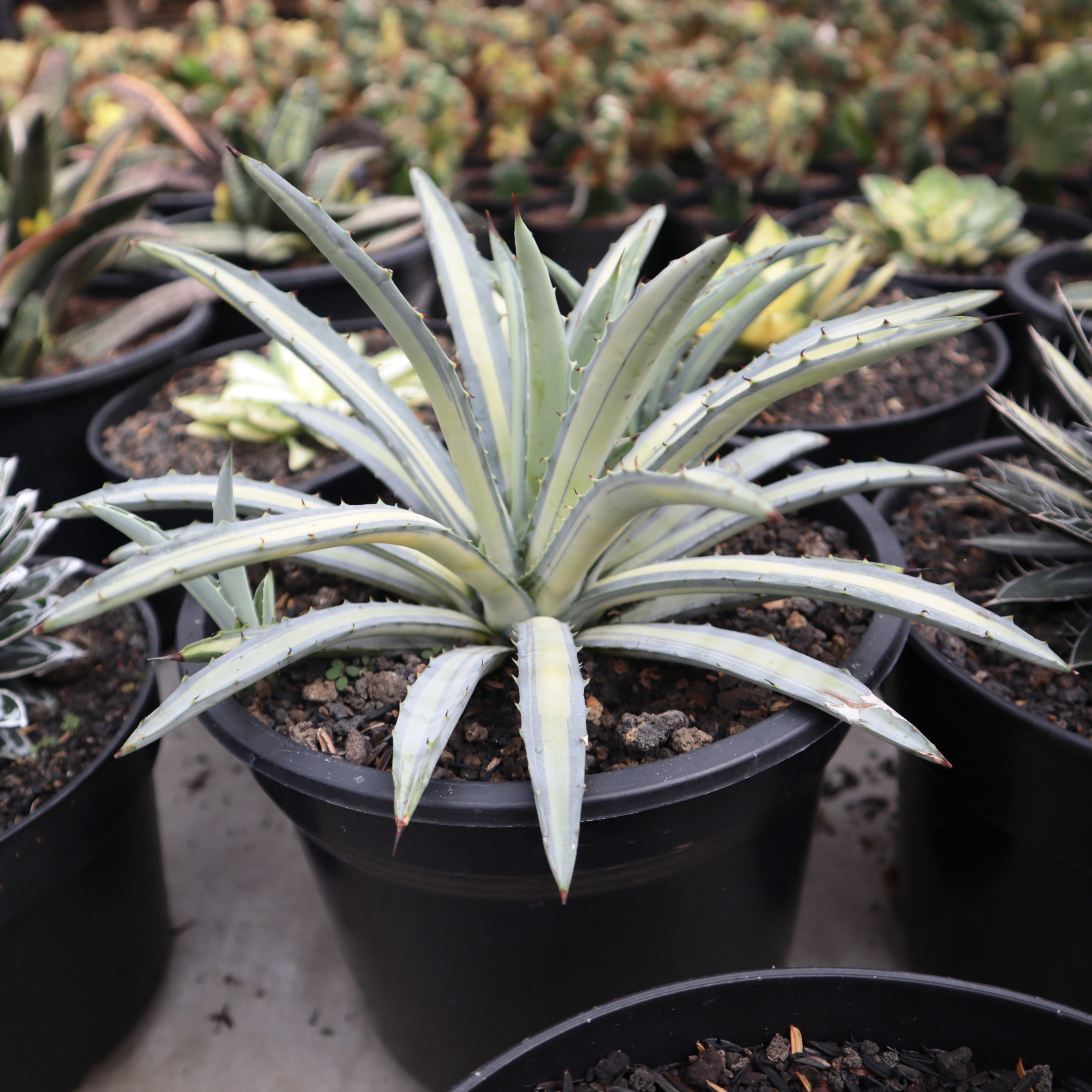 Agave Macroacantha Variegated – Succulentasia