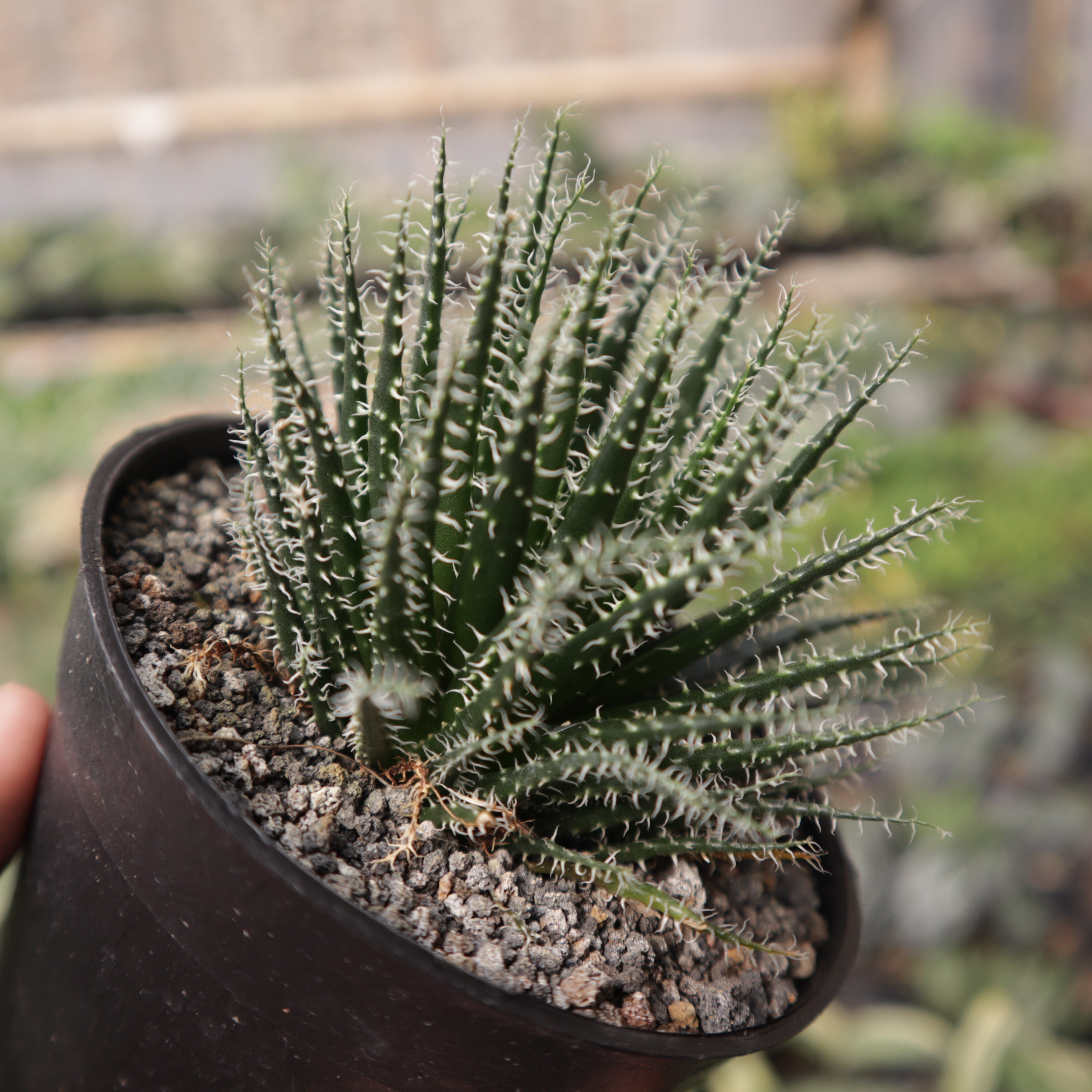 Aloe Haworthioides
