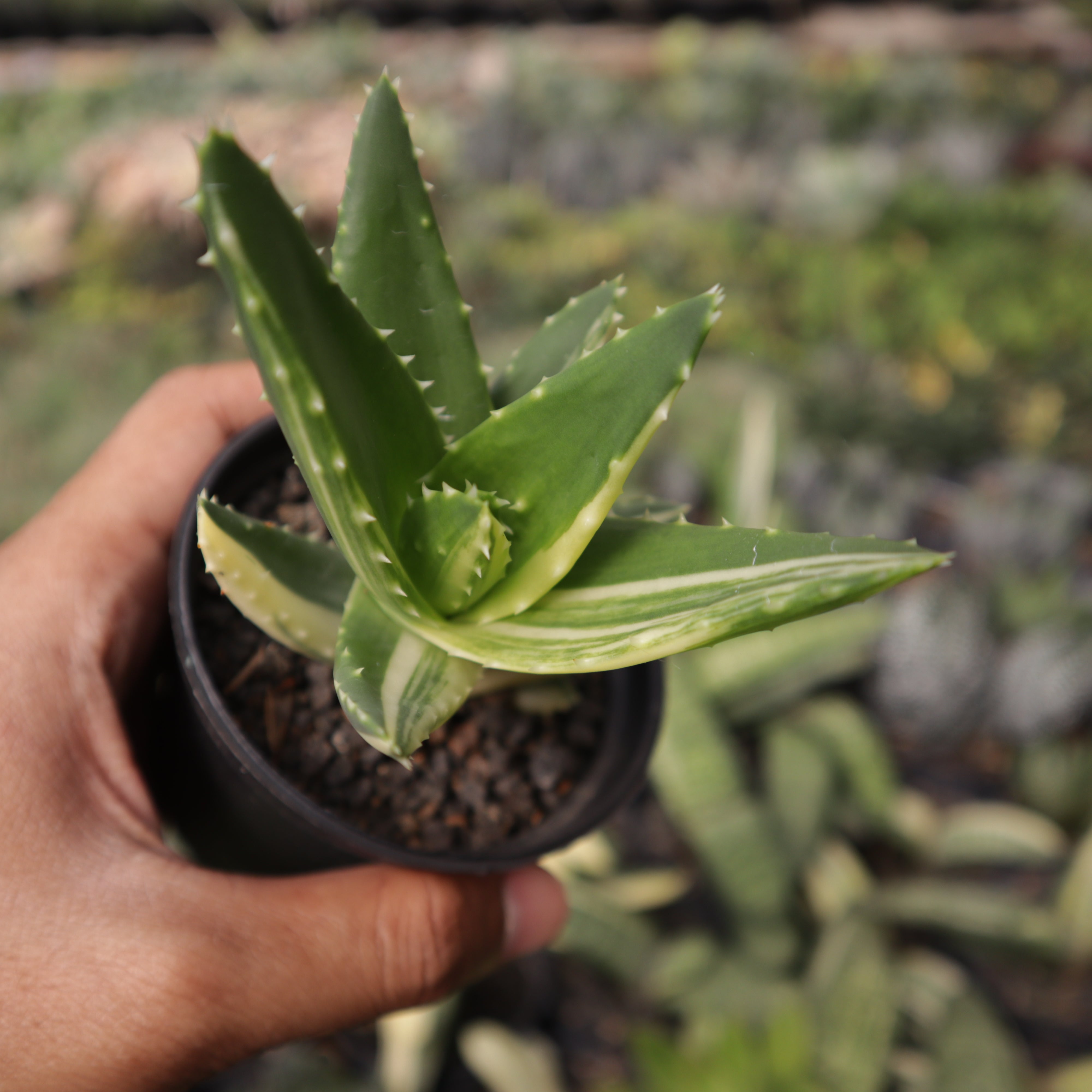 Aloe Mitriformis